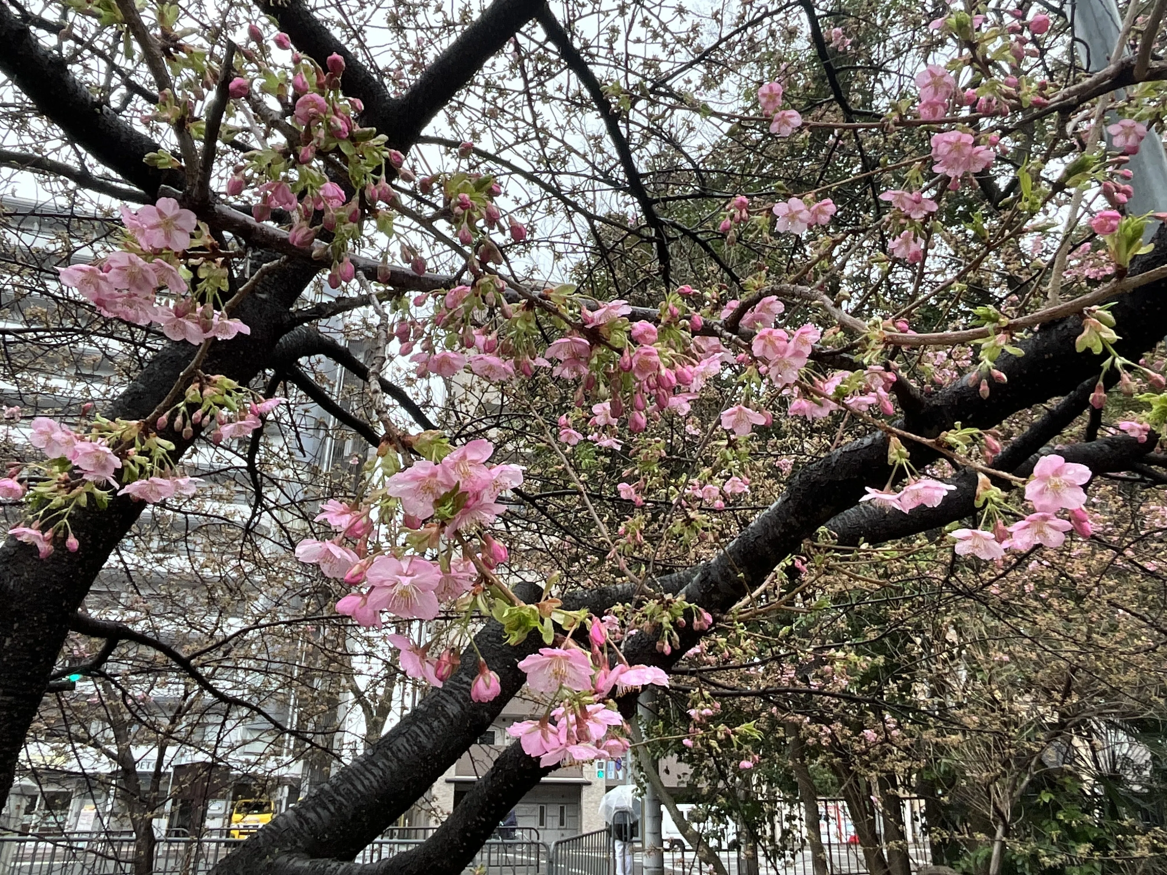 一条戻橋の河津桜が一分咲き：2026年2月25日（水）｜藤井秀昭（『京都