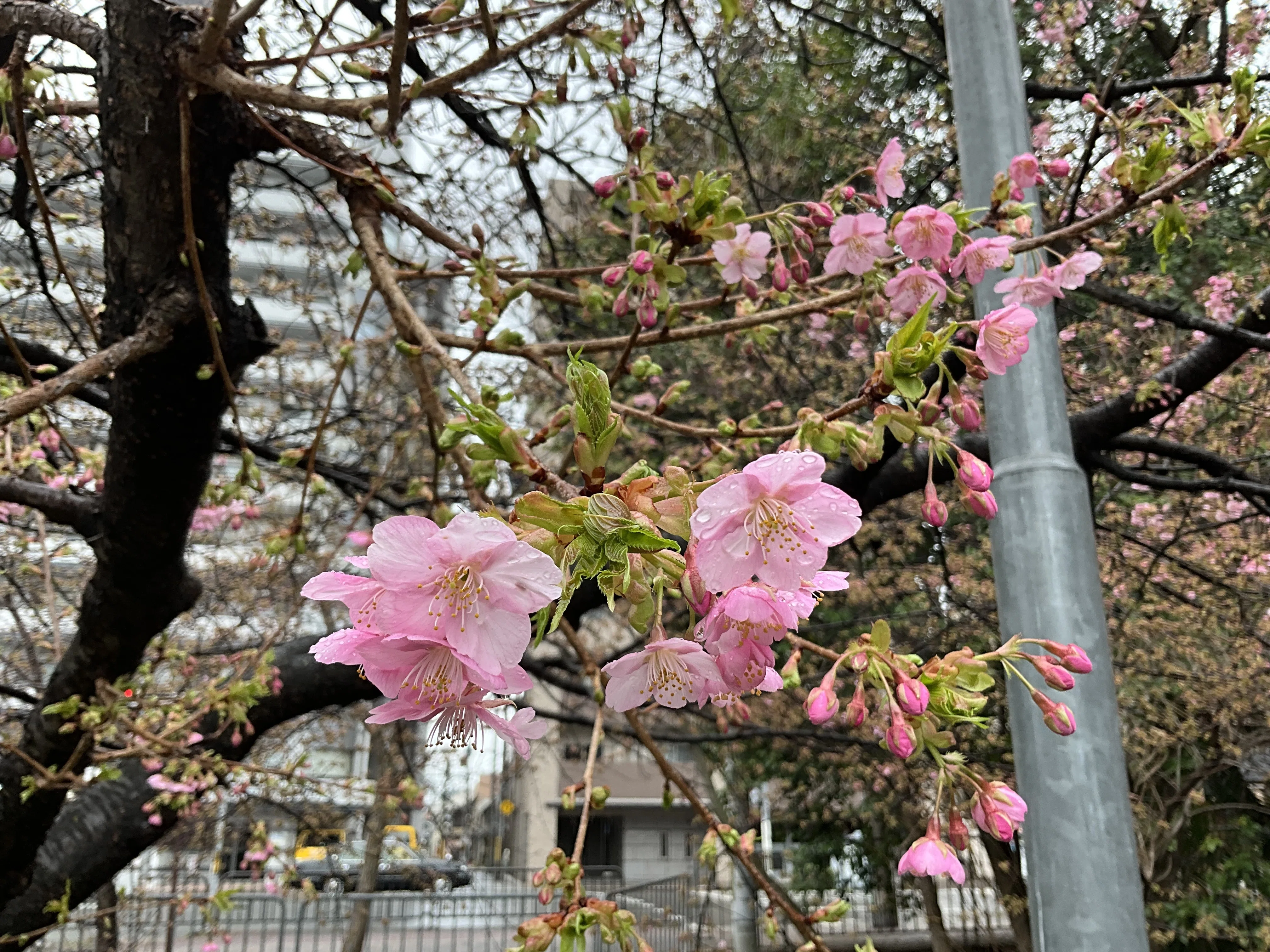 一条戻橋の河津桜が一分咲き：2026年2月25日（水）｜藤井秀昭（『京都