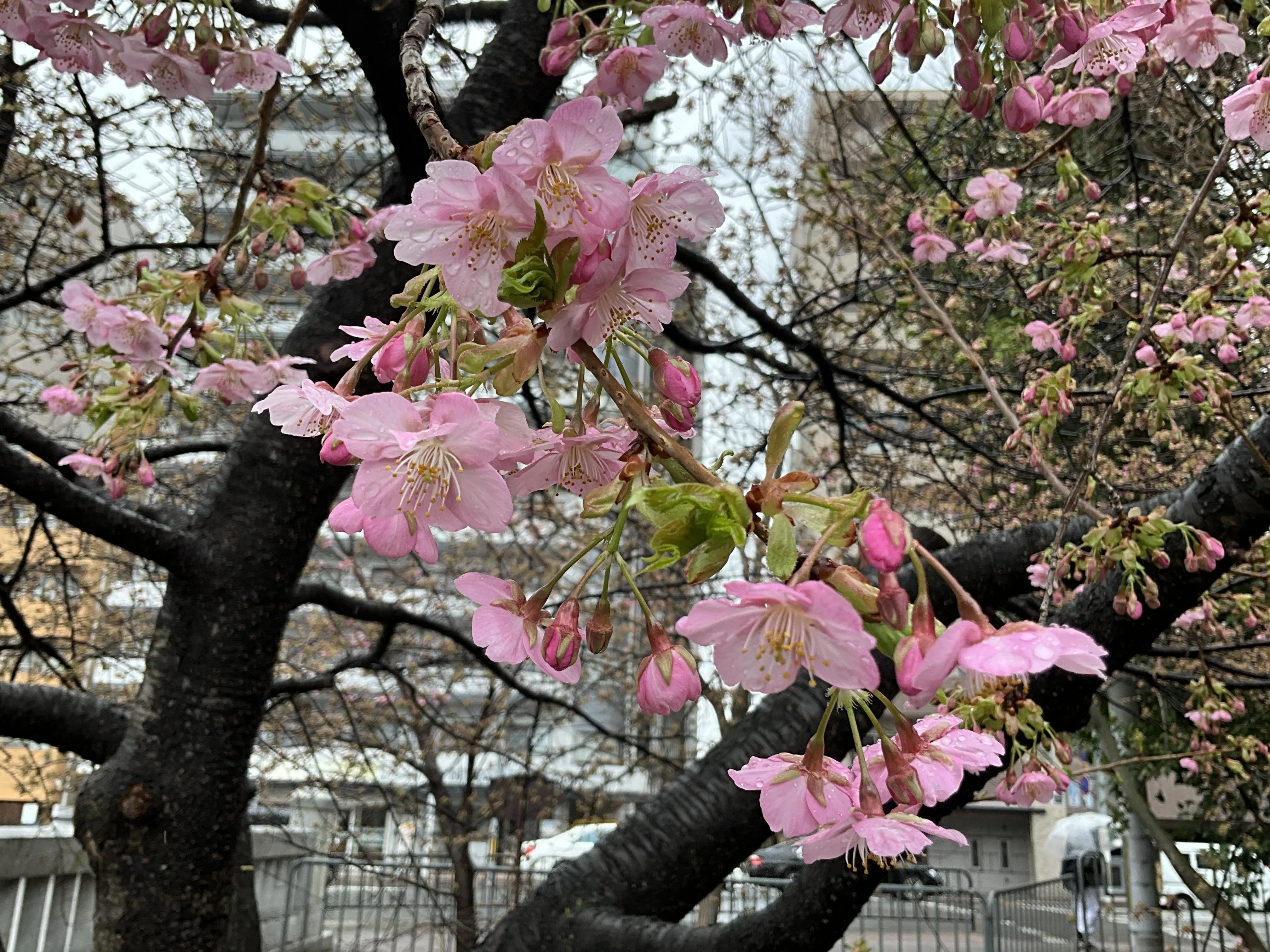 一条戻橋の河津桜が一分咲き：2026年2月25日（水）｜藤井秀昭（『京都