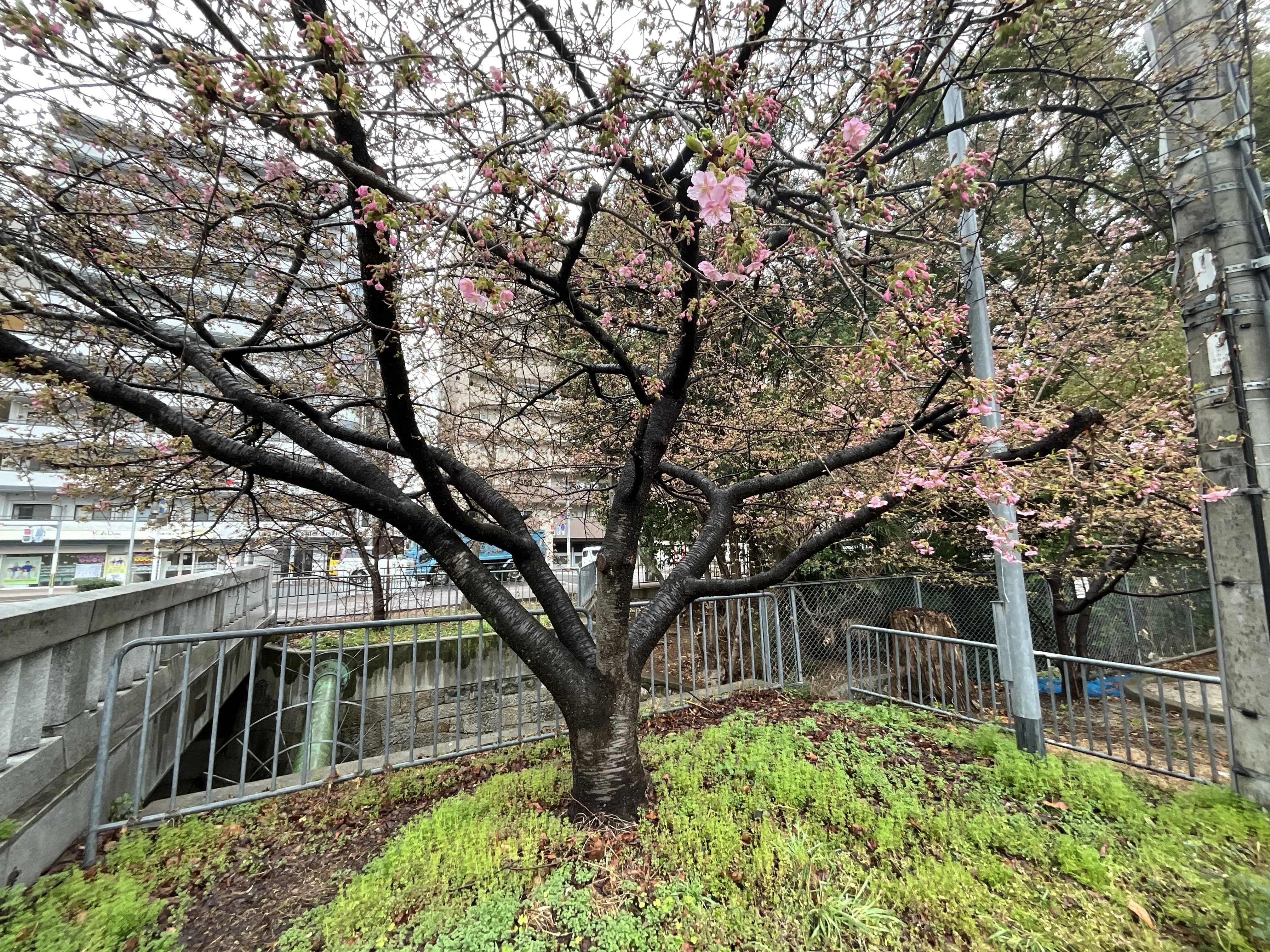 一条戻橋の河津桜が一分咲き：2026年2月25日（水）｜藤井秀昭（『京都