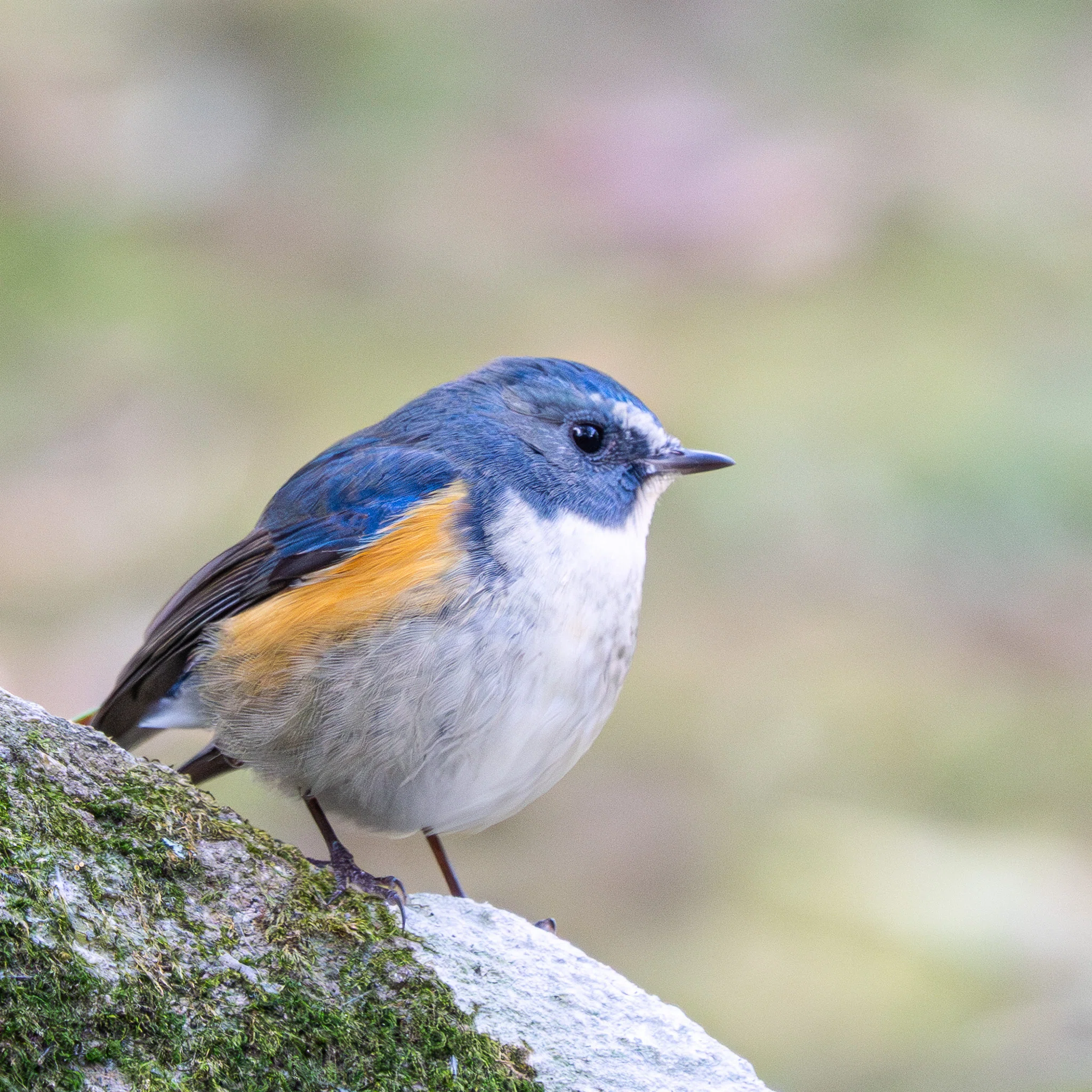 私の好きな野鳥 | ヒタキーズ｜もん | 野鳥撮影