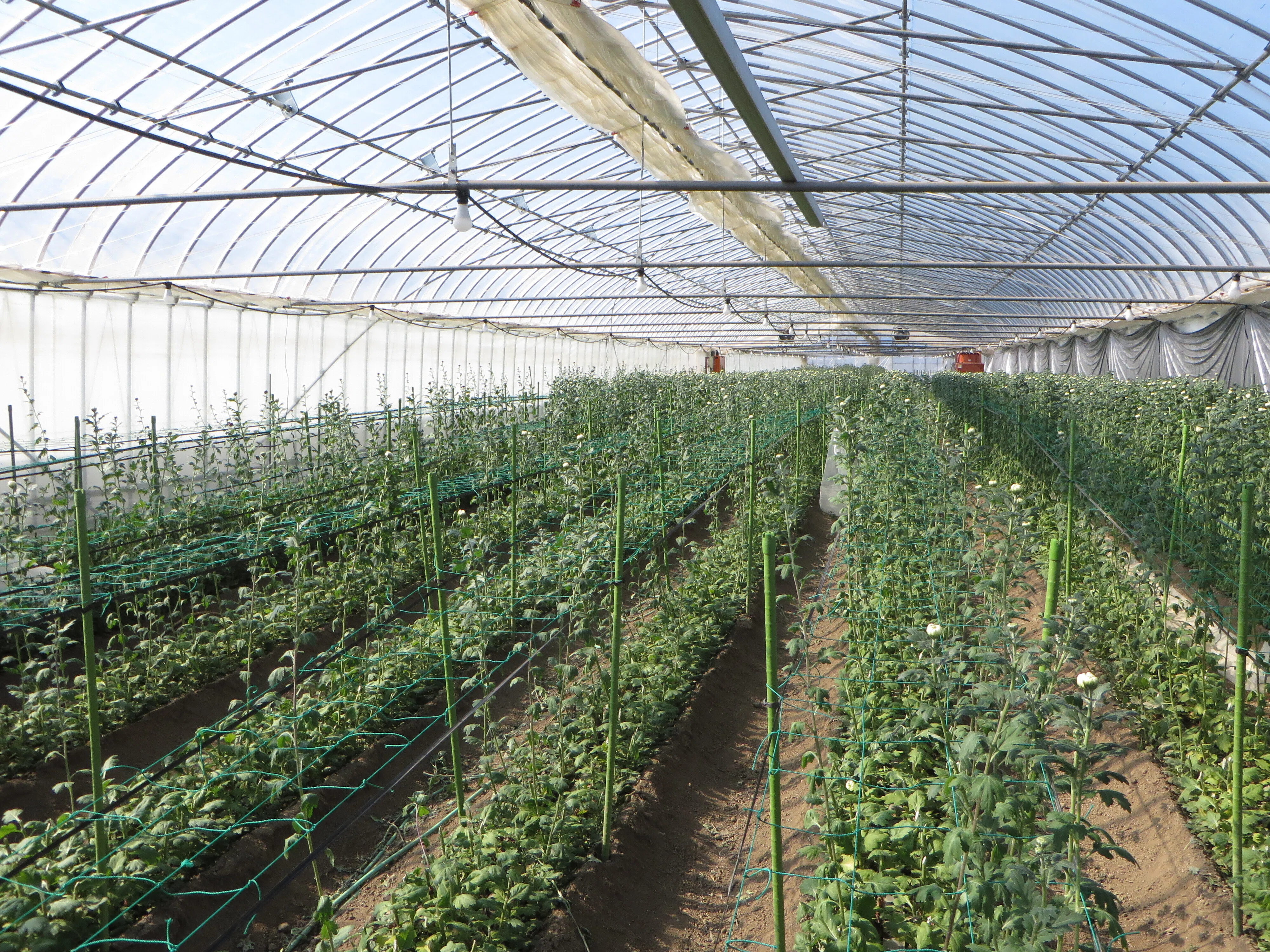 花き農家取材】滋賀の中輪菊生産と地域の農業のために奮闘 ～やる