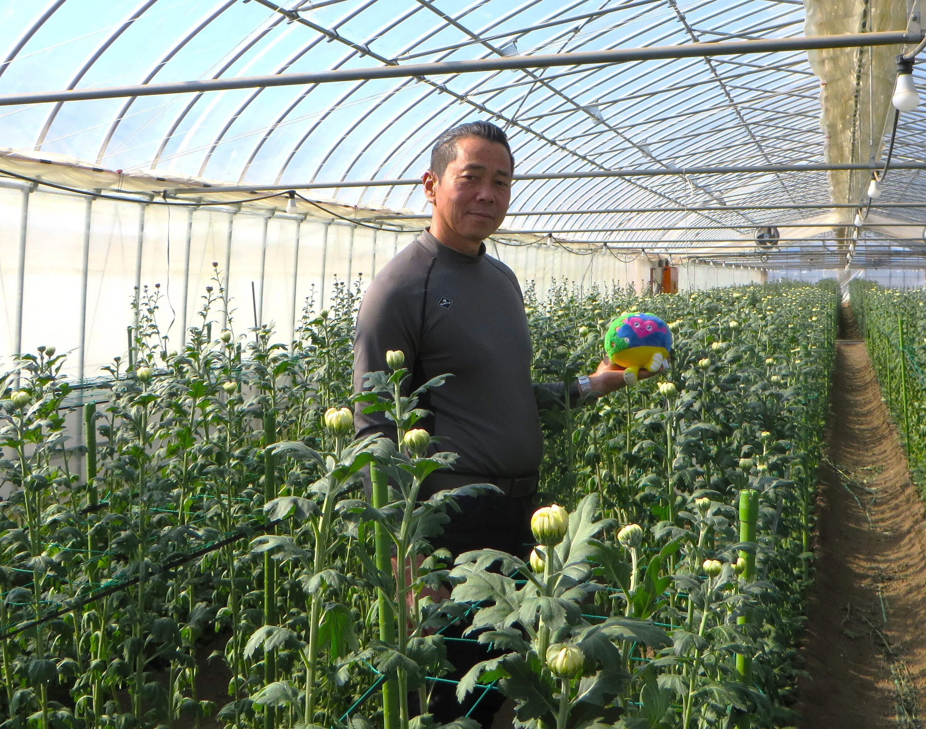 花き農家取材】滋賀の中輪菊生産と地域の農業のために奮闘 ～やる