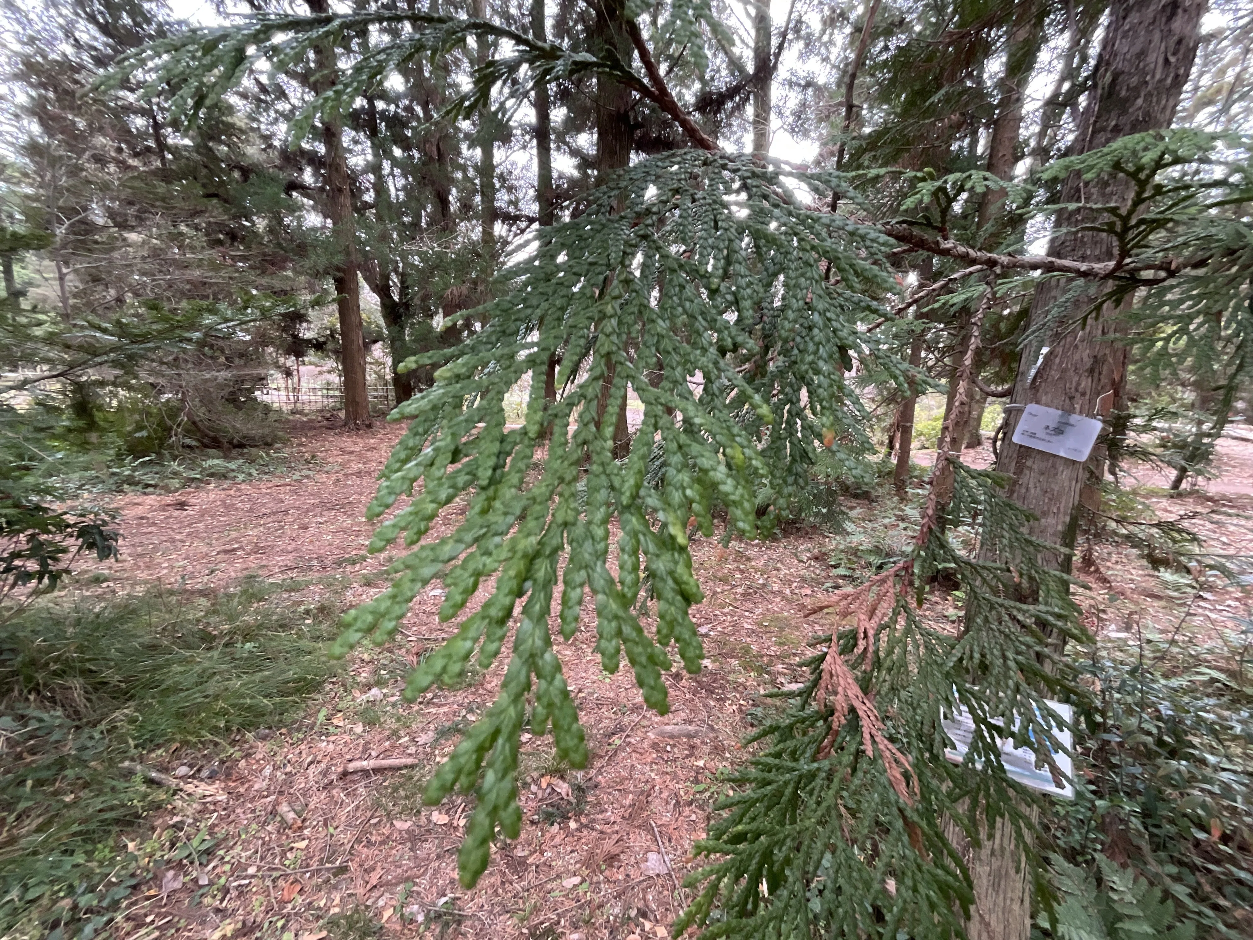 ネズコ（京都府立植物園）：2026年3月18日（水）｜藤井秀昭（『京都
