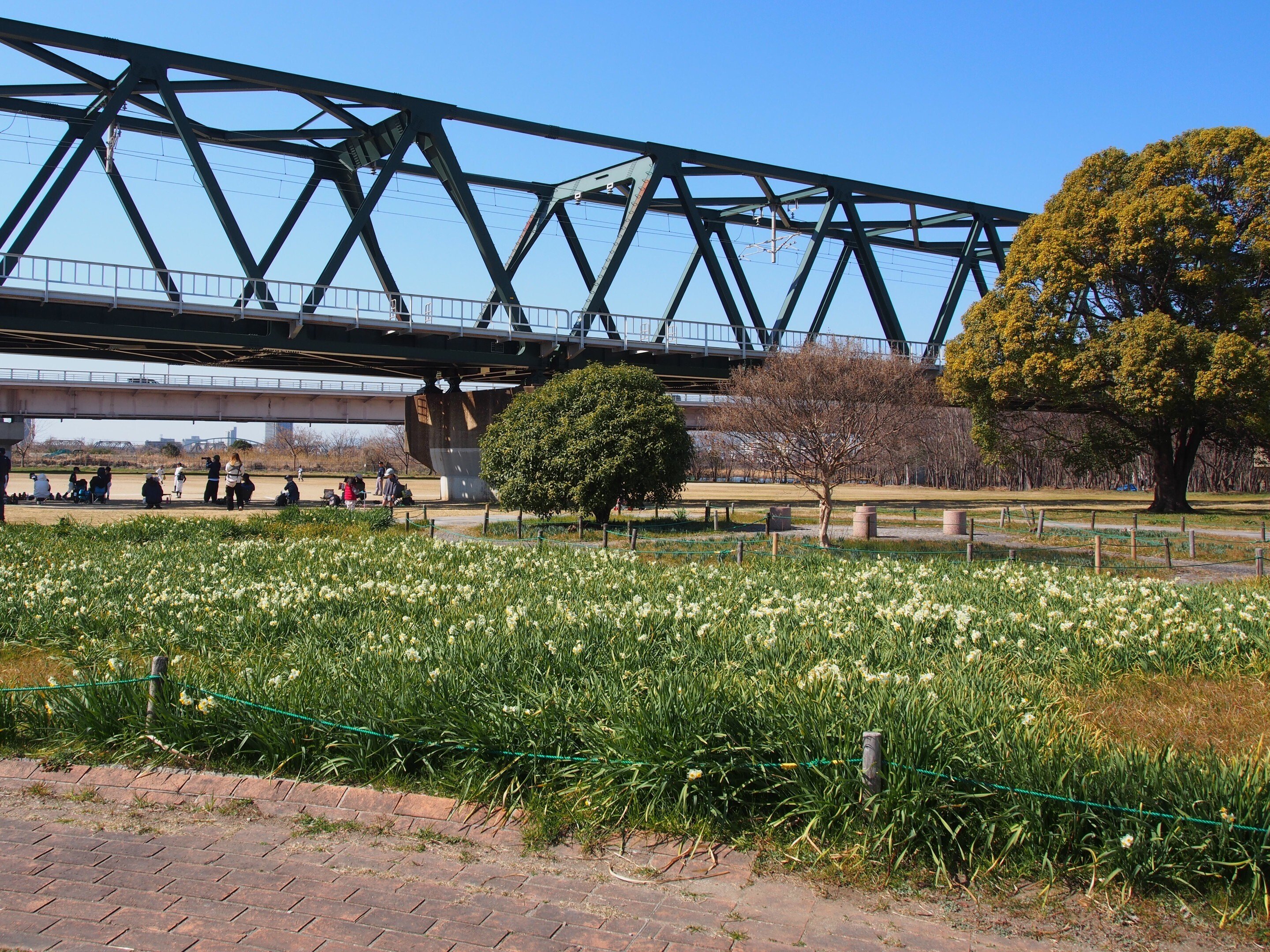 大阪市 淀川河川公園 長柄地区2026年2月22日【水仙】｜レタス
