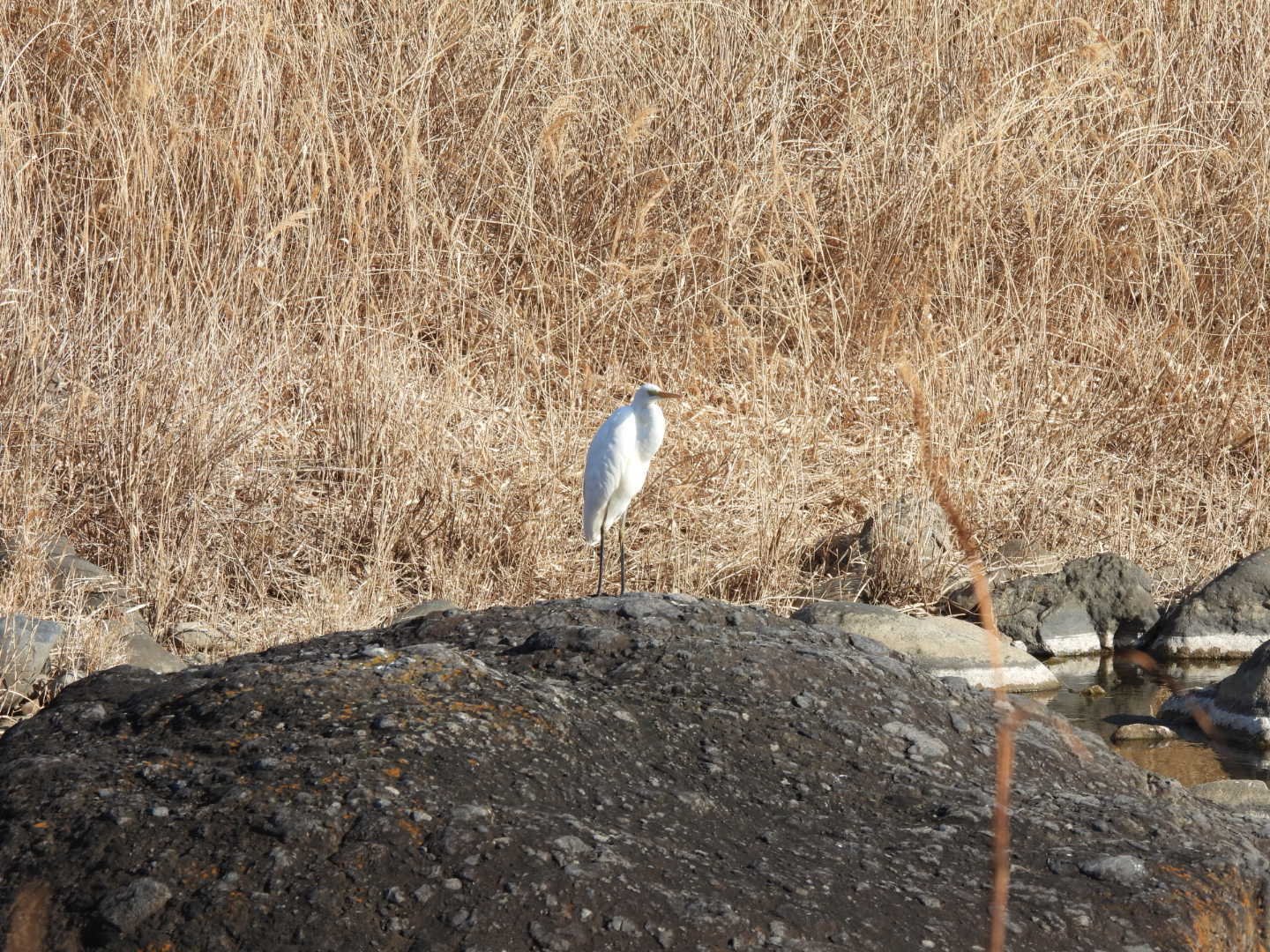 山里を歩く① 探鳥会日記 2026年2月｜ちる@鳥見の時間