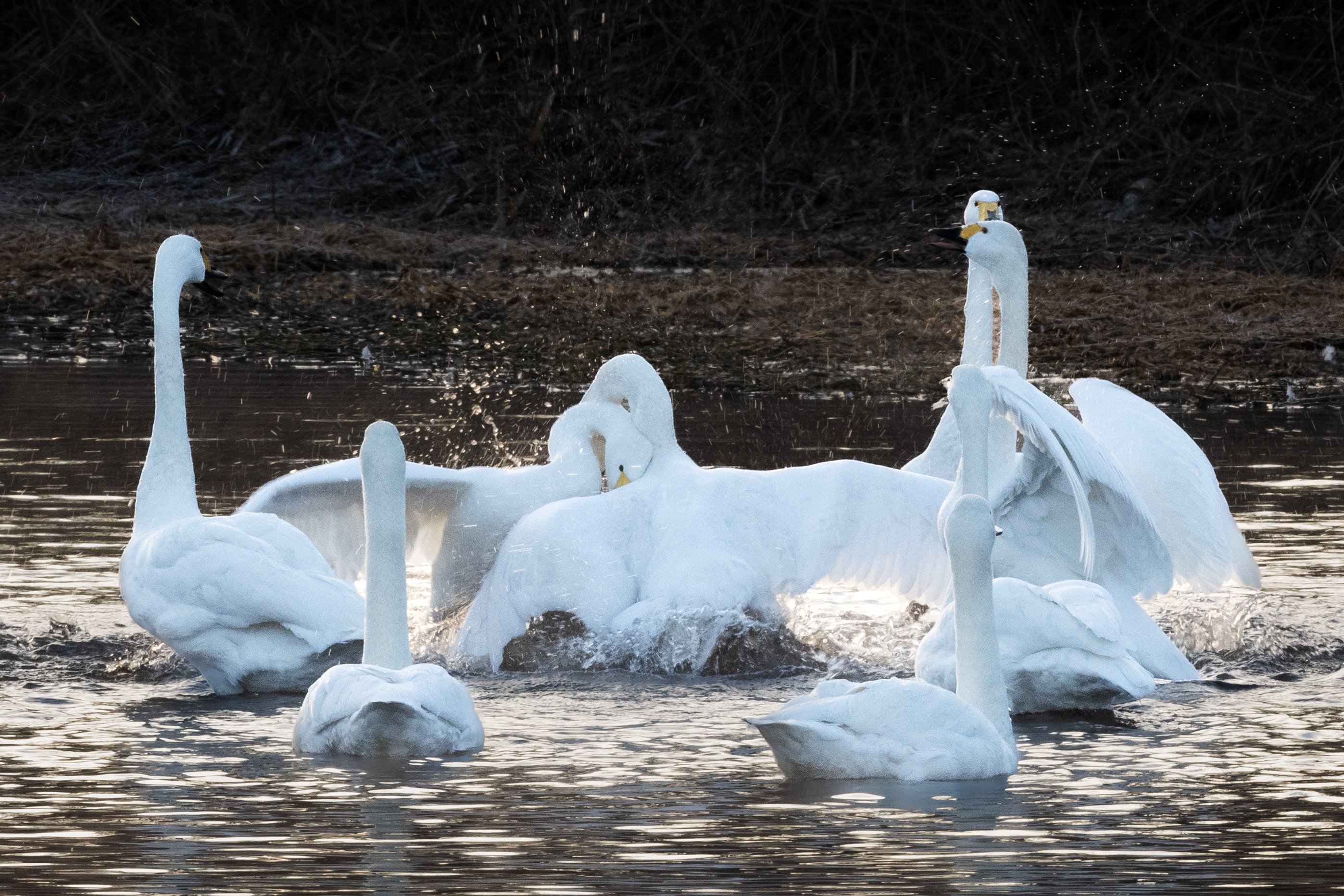 安曇野の満月に白鳥が舞った日｜naoko & satomi