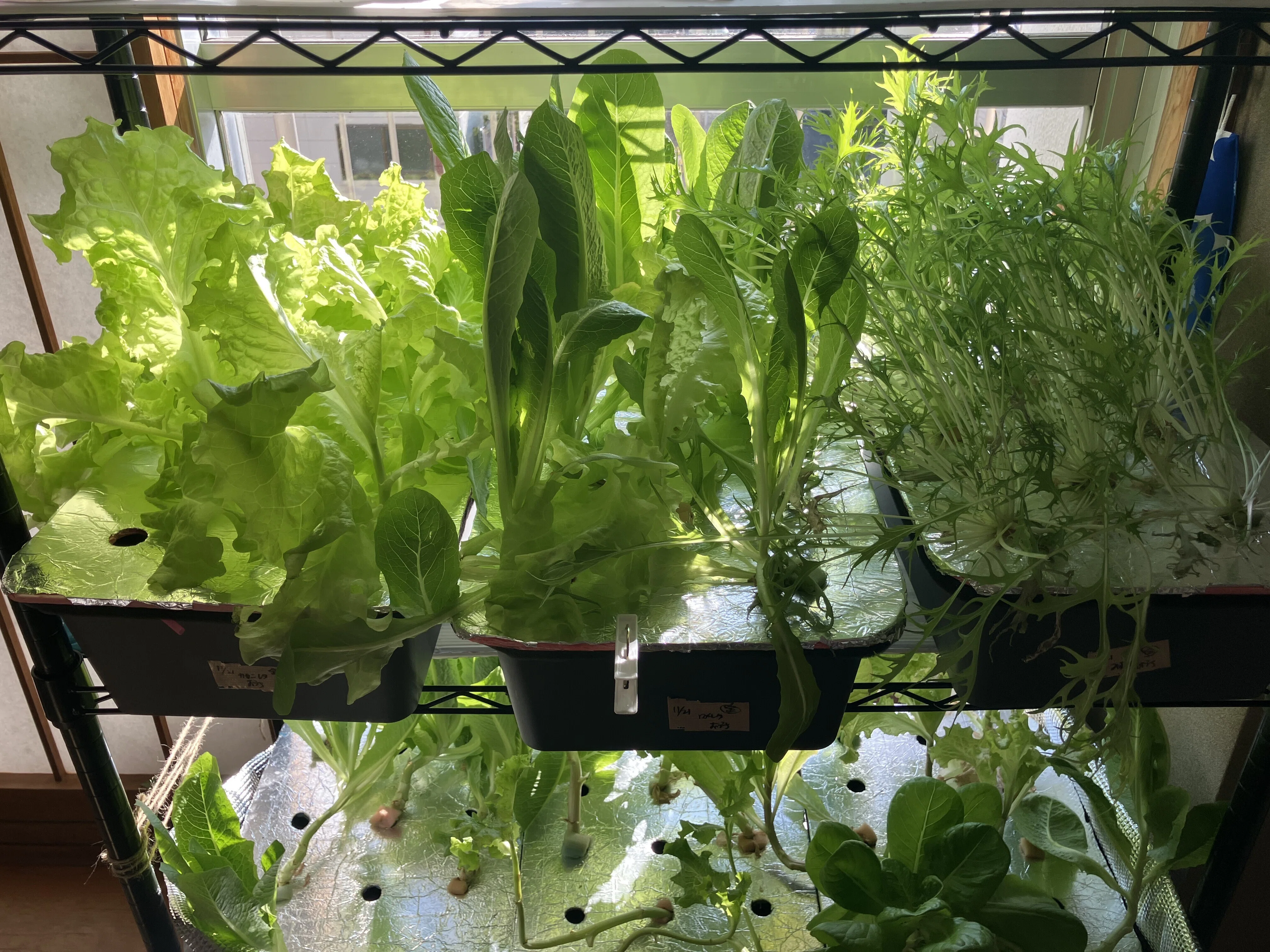 Report] 100-Yen Shop Hydroponics Blog: Behind the Scenes of a 