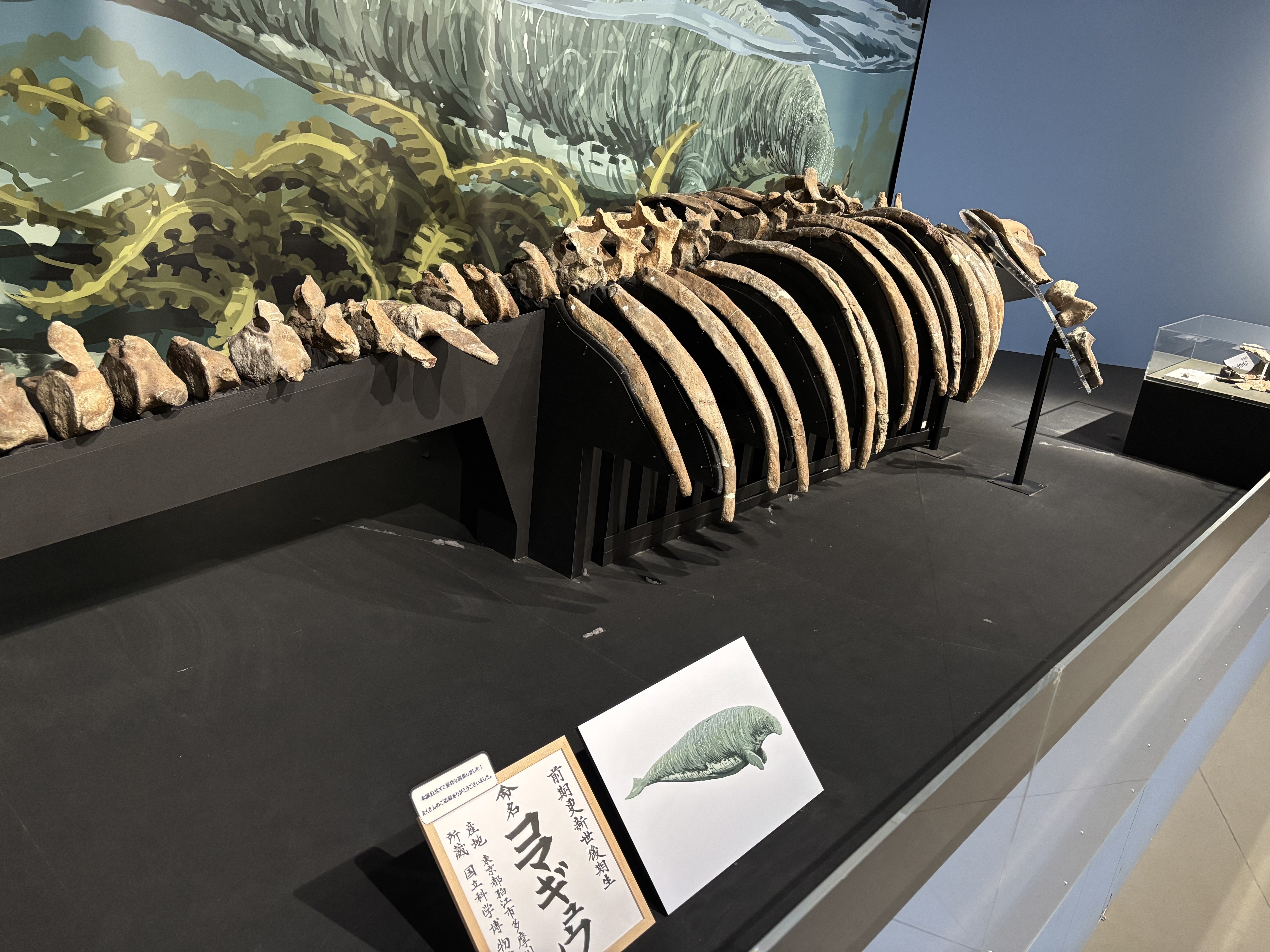 大絶滅展と多摩川138km｜東陽一