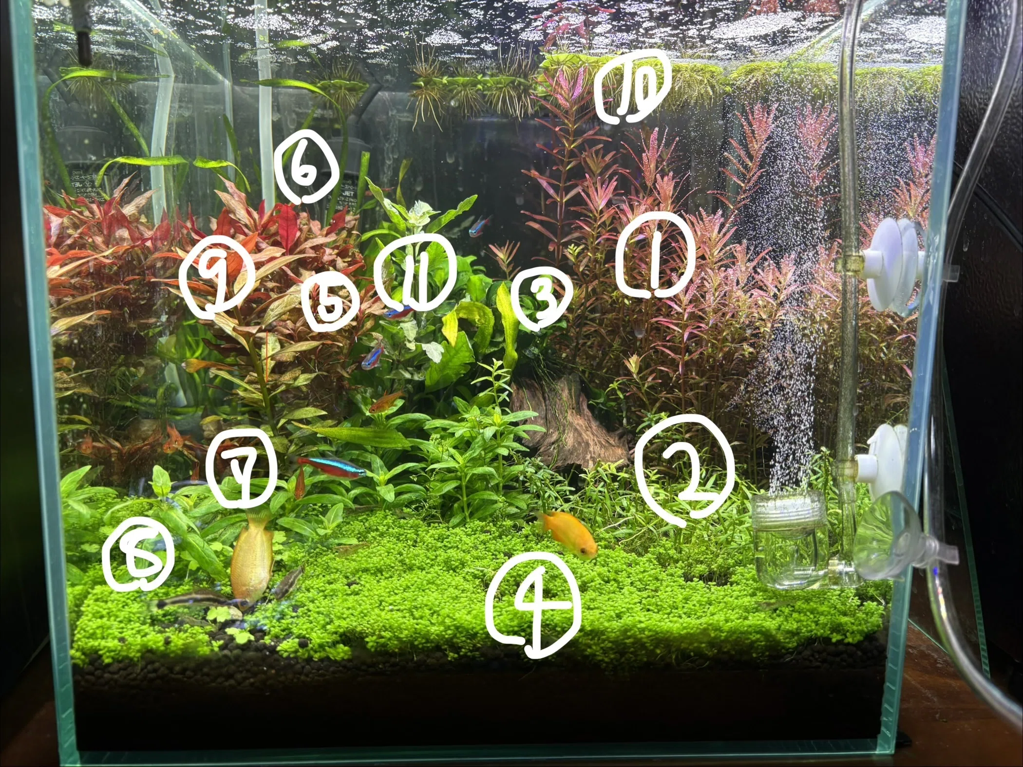 初の水草水槽に用いた水草に対する初心者なりの所感｜Kn