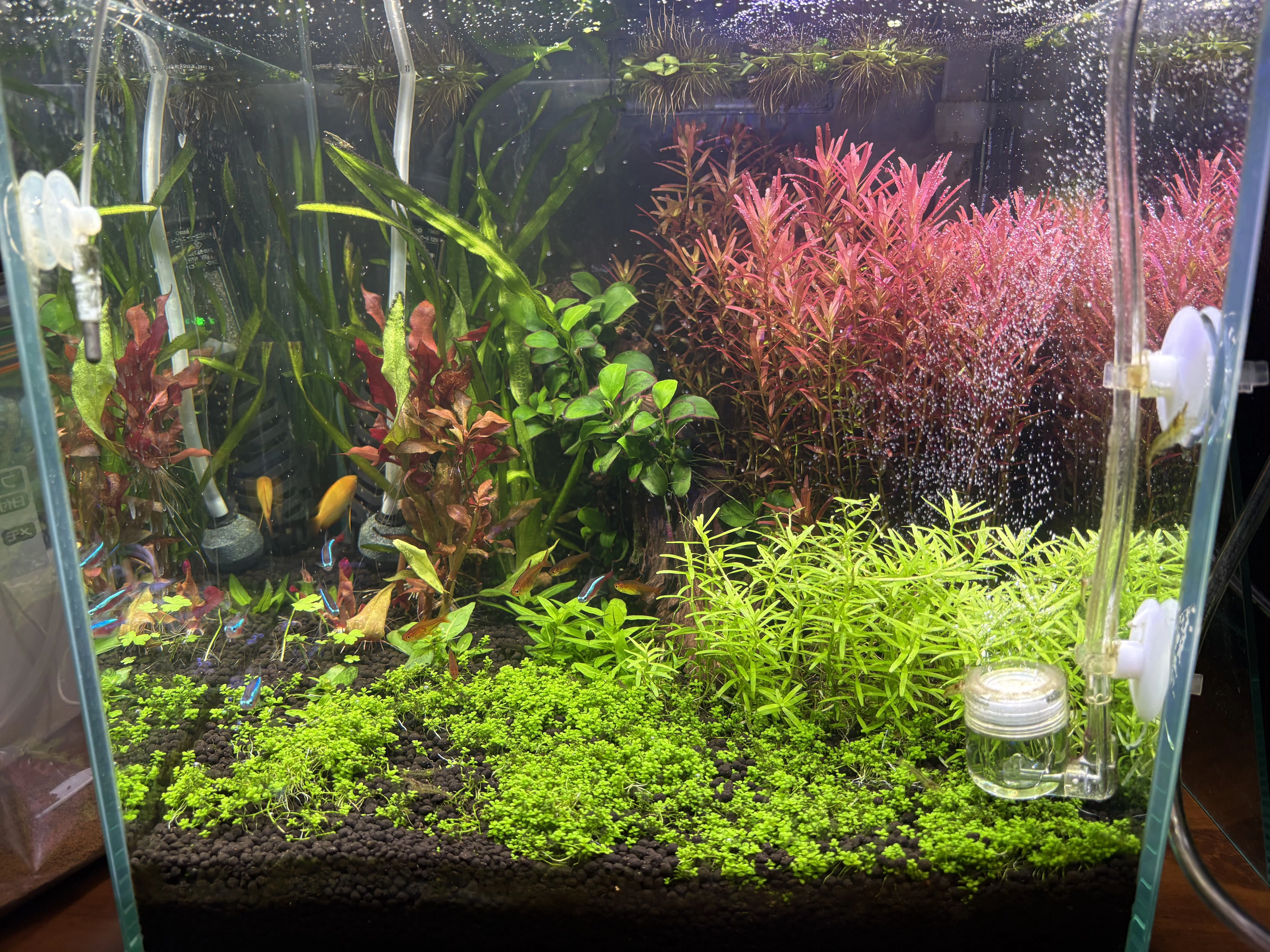 初の水草水槽に用いた水草に対する初心者なりの所感｜Kn