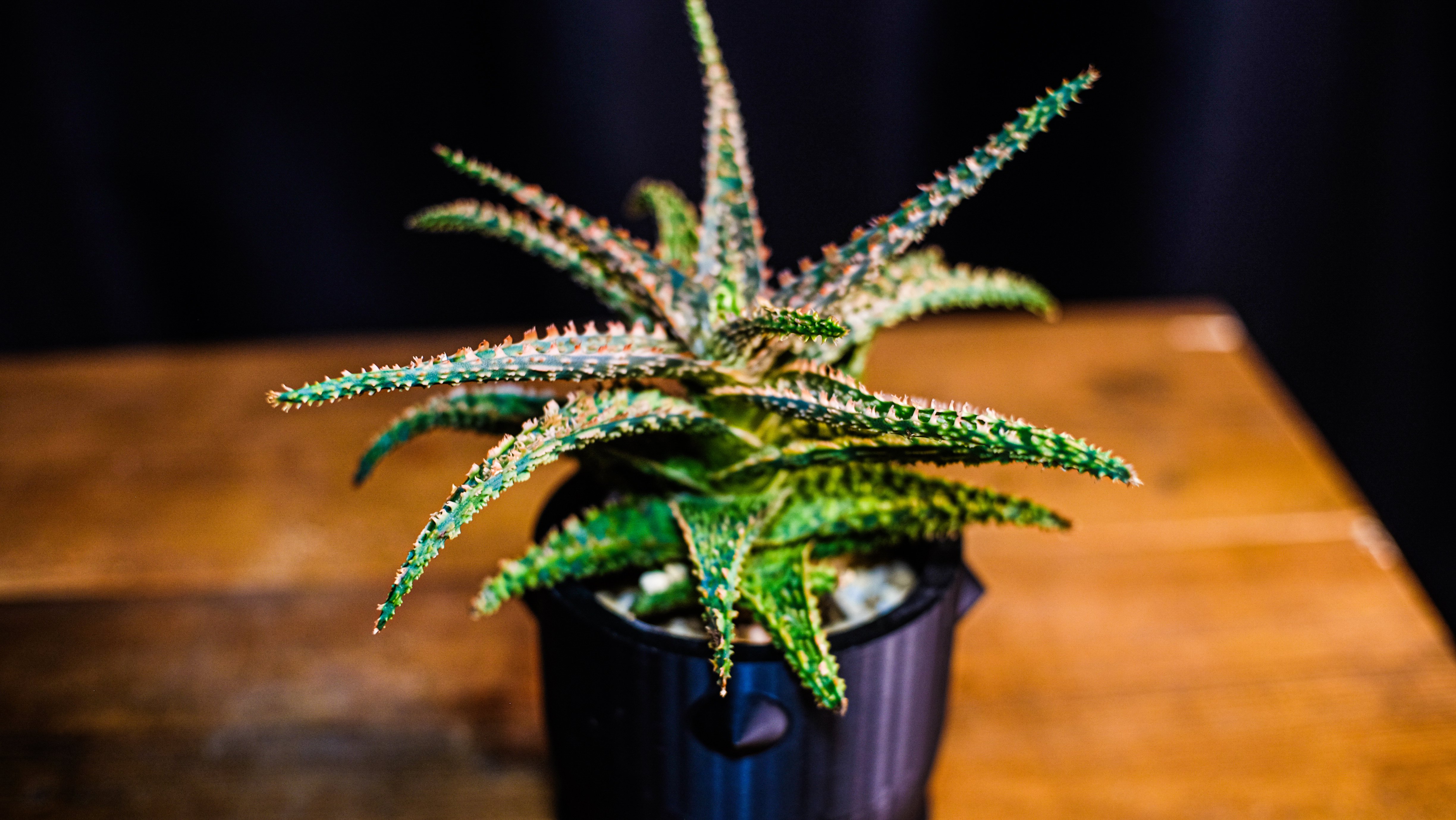 一日一鉢:アロエハイブリッド・フラミンゴ×バインクロコ【2026年2月26