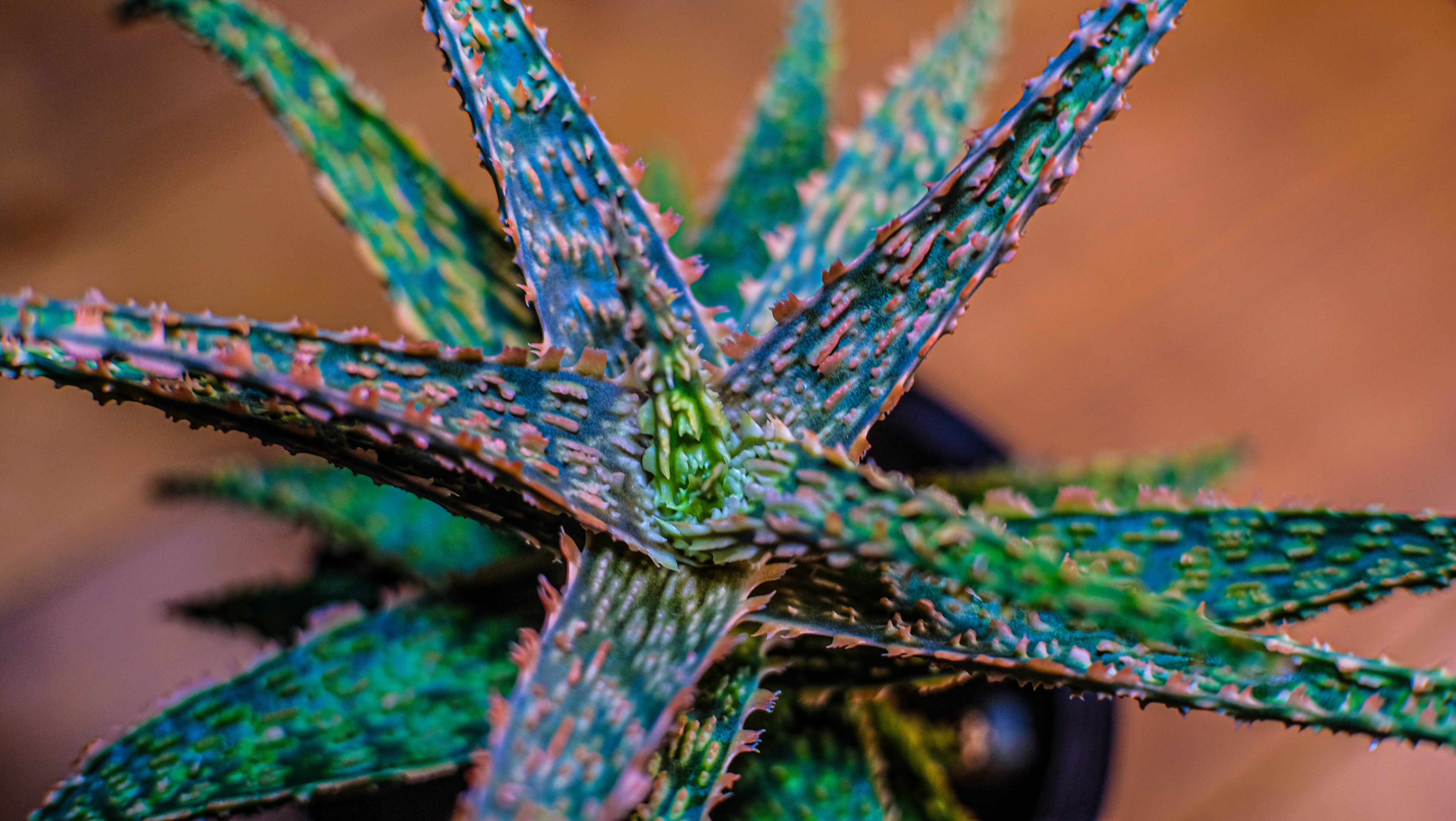 一日一鉢:アロエハイブリッド・フラミンゴ×バインクロコ【2026年2月26