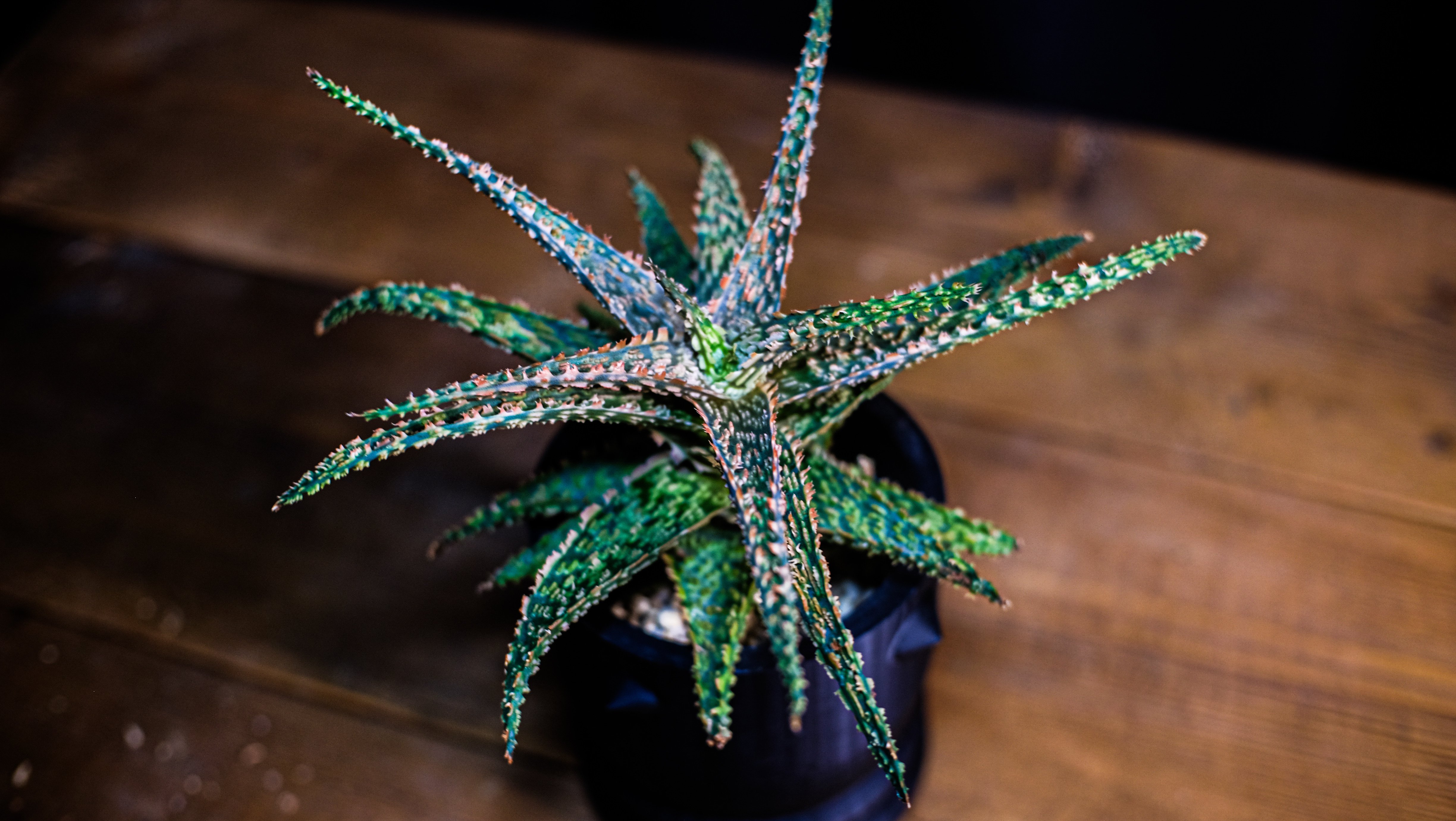 一日一鉢:アロエハイブリッド・フラミンゴ×バインクロコ【2026年2月26