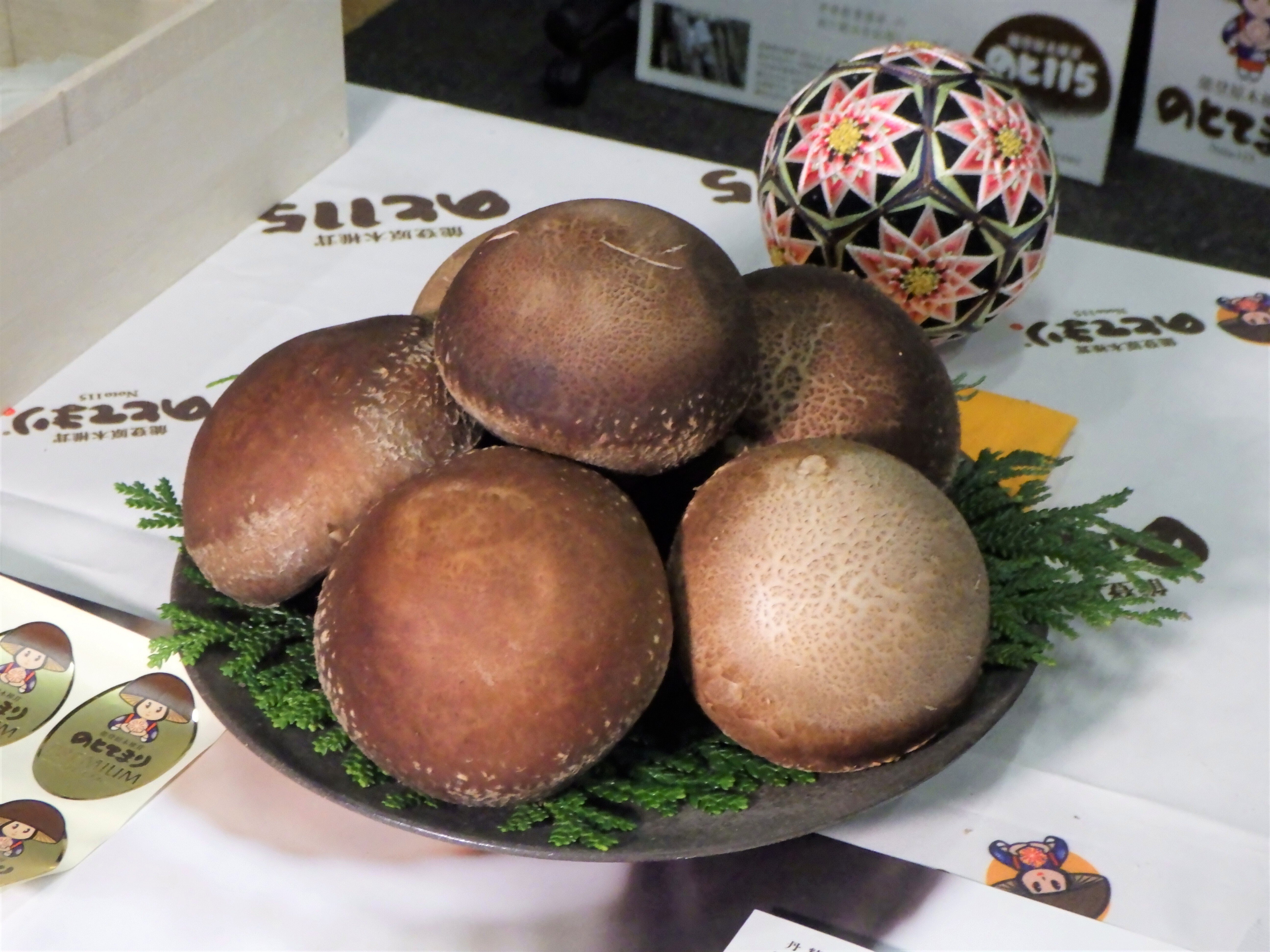 奥能登で栽培される、レアなシイタケ農家を訪ねて｜もっといしかわ