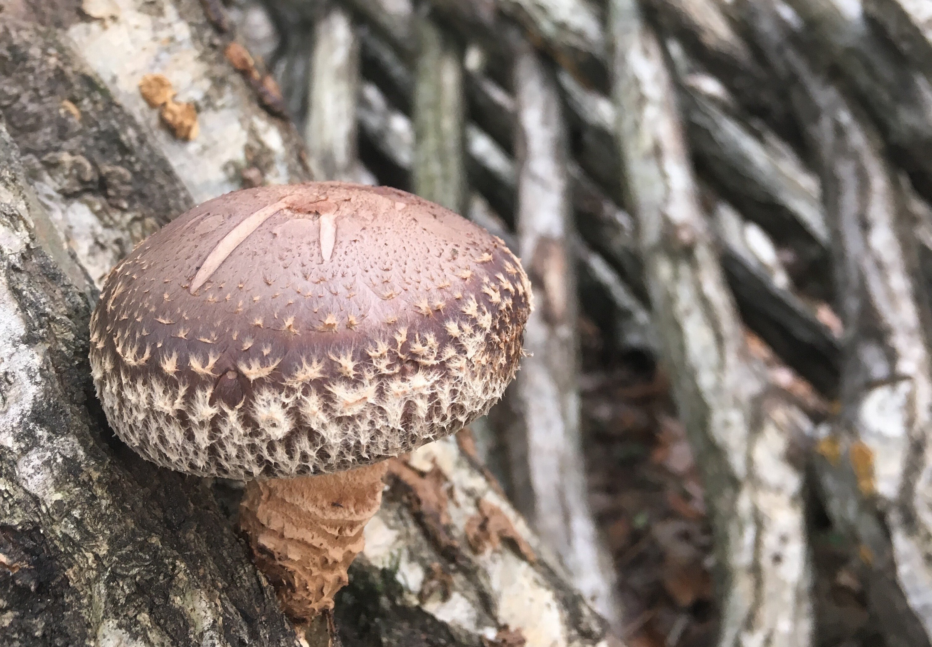 奥能登で栽培される、レアなシイタケ農家を訪ねて｜もっといしかわ