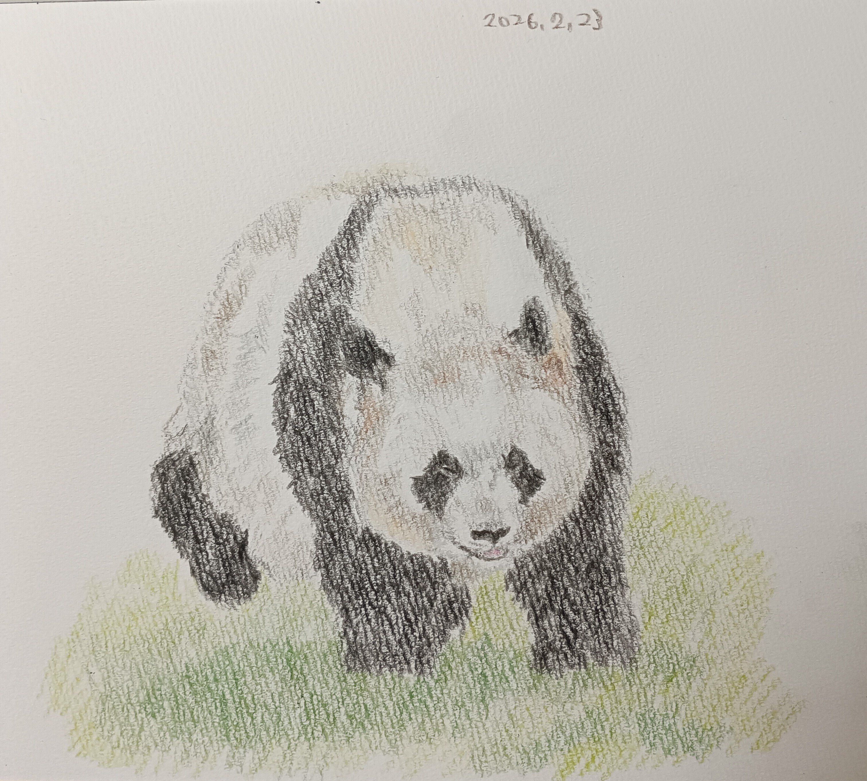 パンダデッサン練習第44週 2/22-2/28｜こひろ@こぎん刺しのテディベア