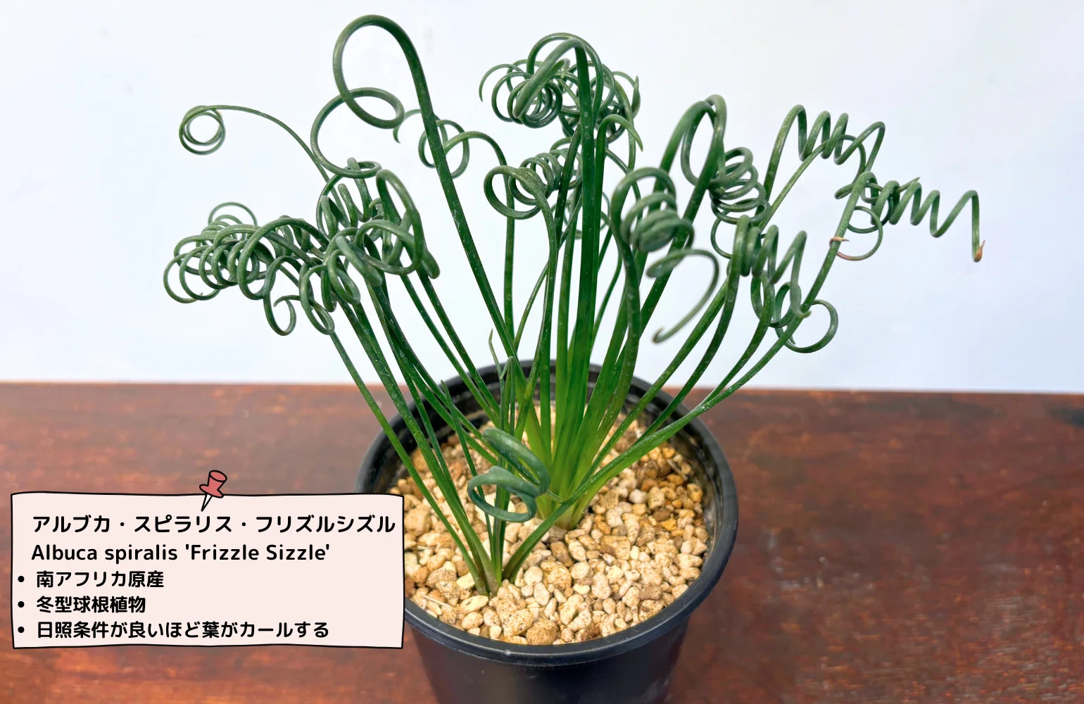 The Japanese name is "What is this"!? A curly plant with a name like a  spelltocolier