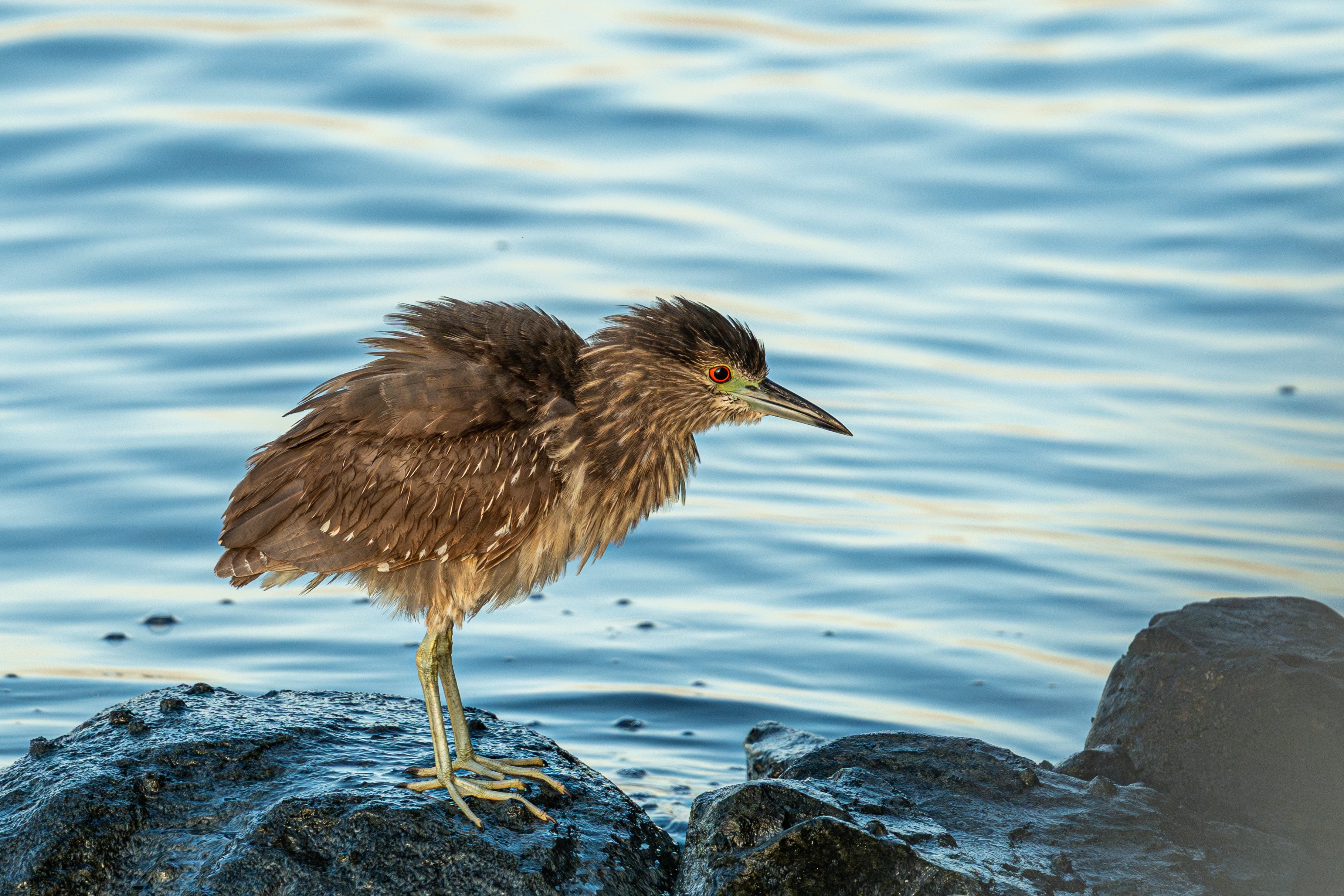 フィリピン ルソン島で鳥を観る（前編）｜mountori
