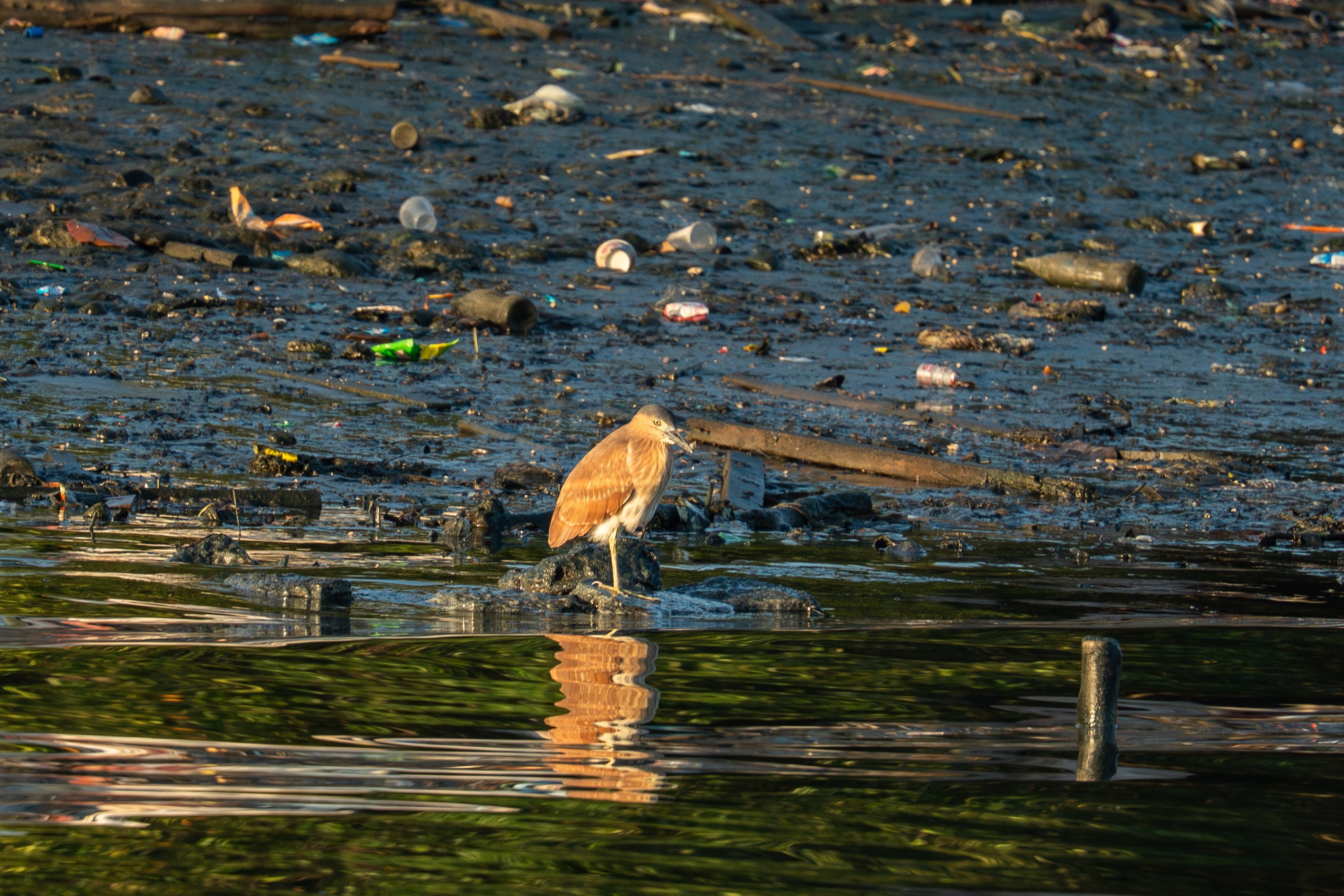 フィリピン ルソン島で鳥を観る（前編）｜mountori