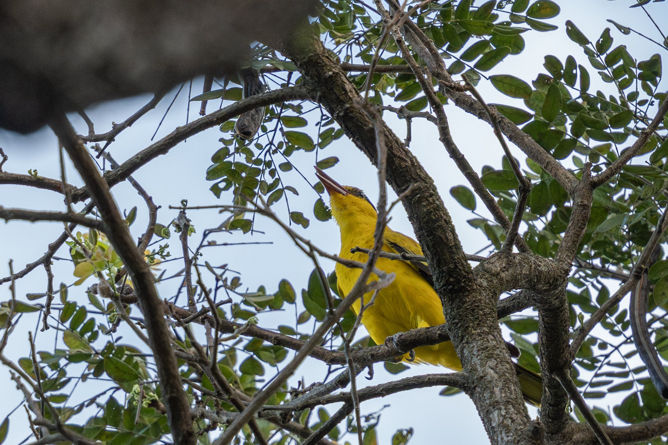 フィリピン ルソン島で鳥を観る（前編）｜mountori