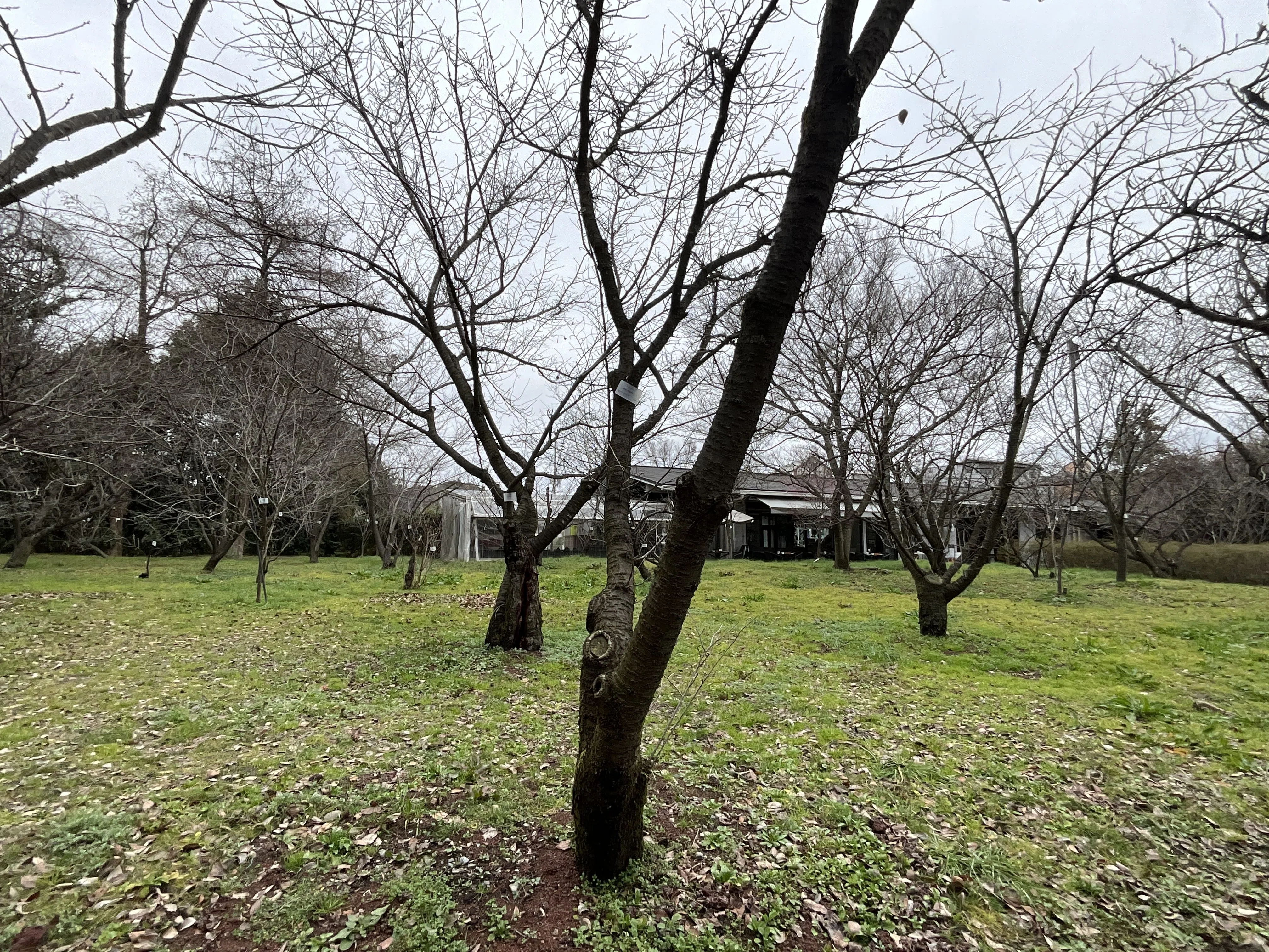 山採り　マンサク　特大 オオシマザクラ（京都府立植物園）No.30：2026年4月5日（日）｜藤井