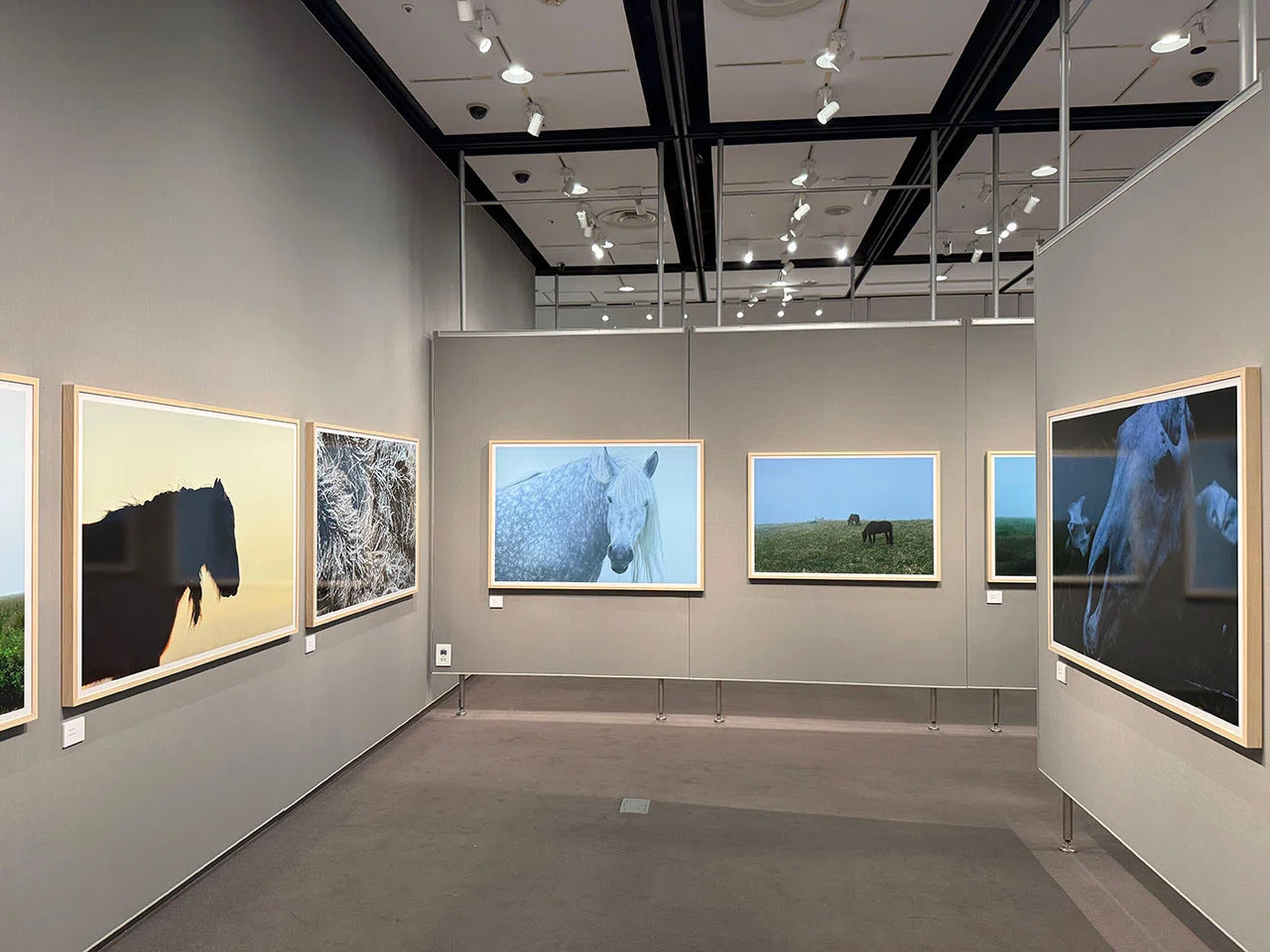展評】岡田敦写真展「ユルリ島の馬」（2026.2.20-2026.3.5｜FUJIFILM