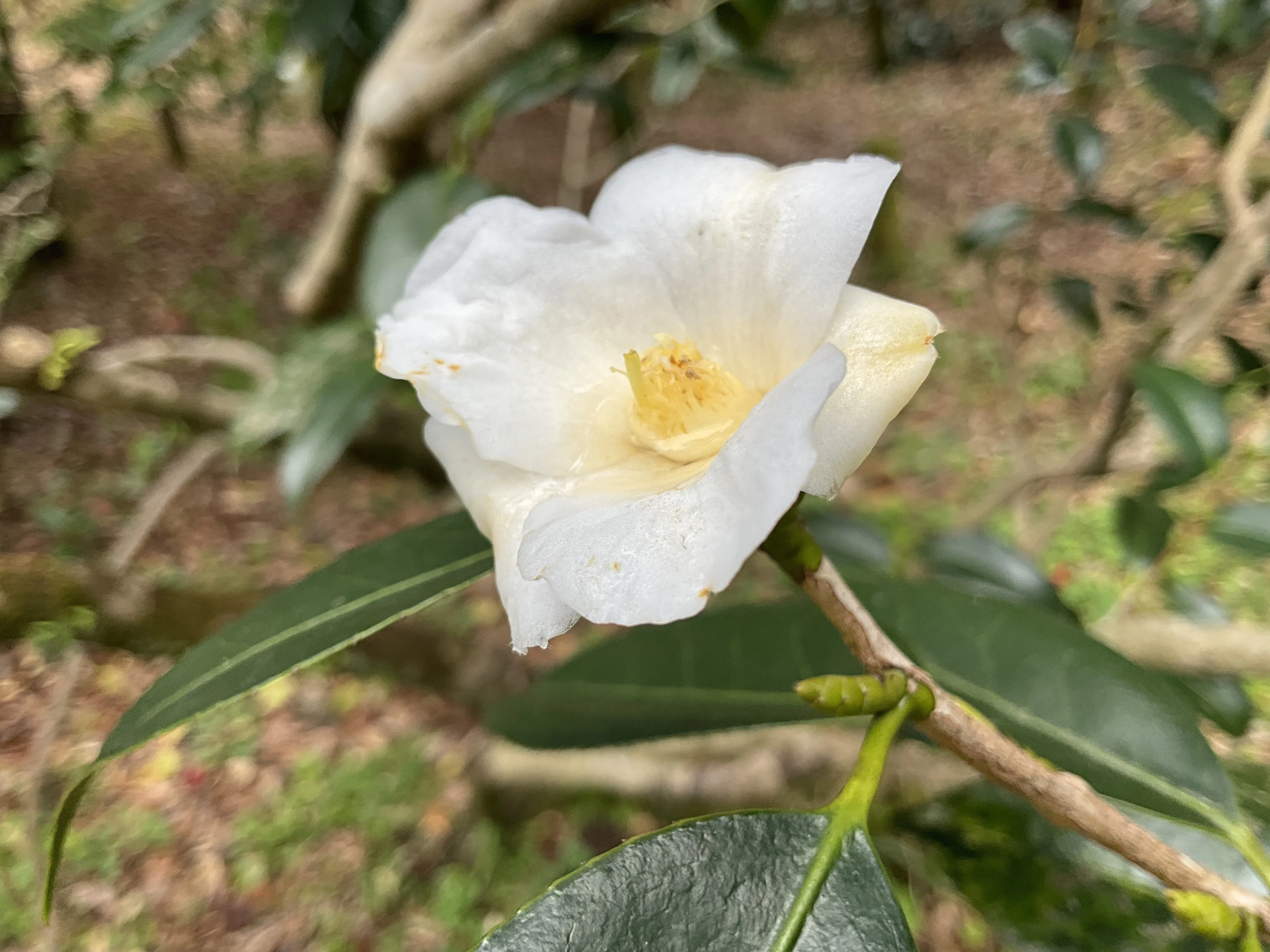 白侘助（京都府立植物園）：2026年3月2日（月）｜藤井秀昭（『京都居候