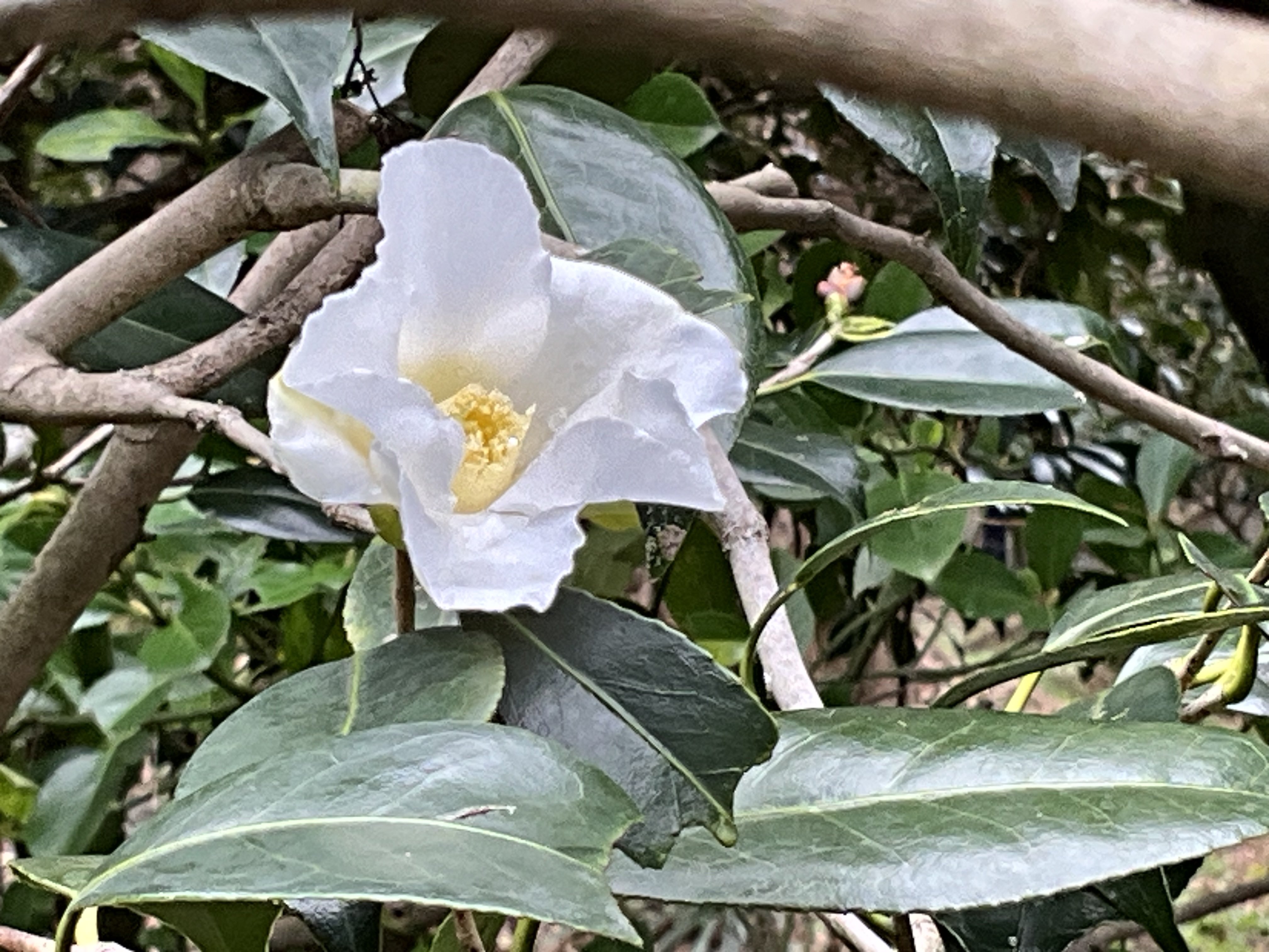 ツバキ・白侘助 白侘助（京都府立植物園）：2026年3月2日（月）｜藤井秀昭（『京都居候