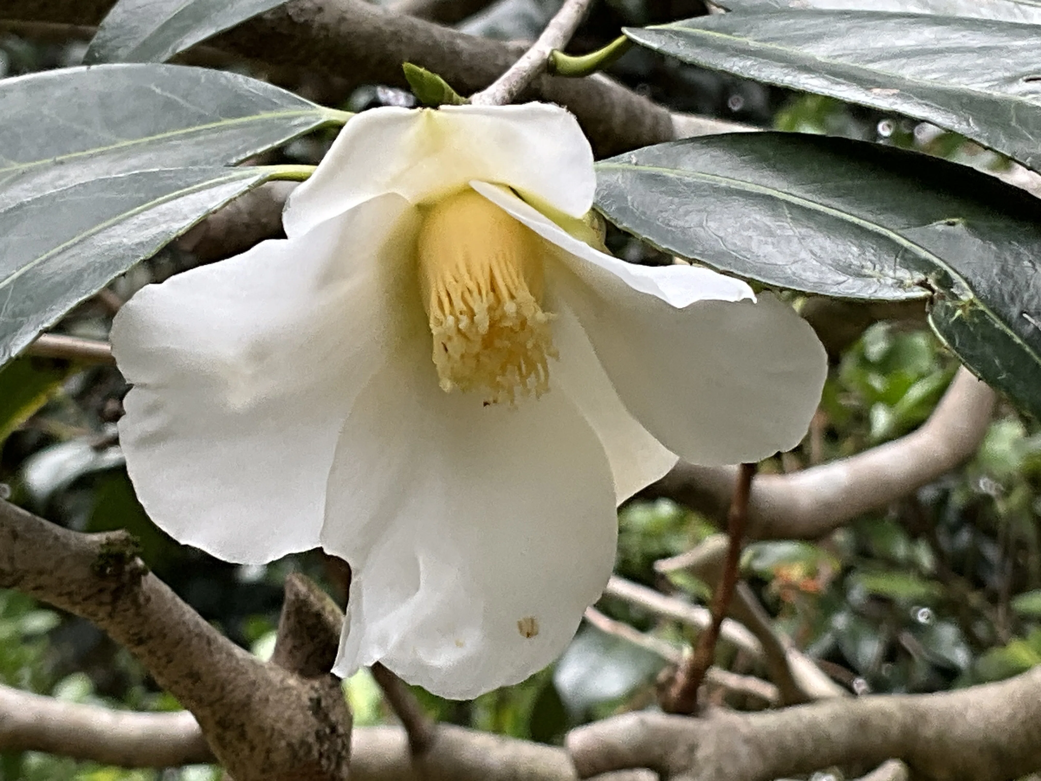 白侘助（京都府立植物園）：2026年3月2日（月）｜藤井秀昭（『京都居候