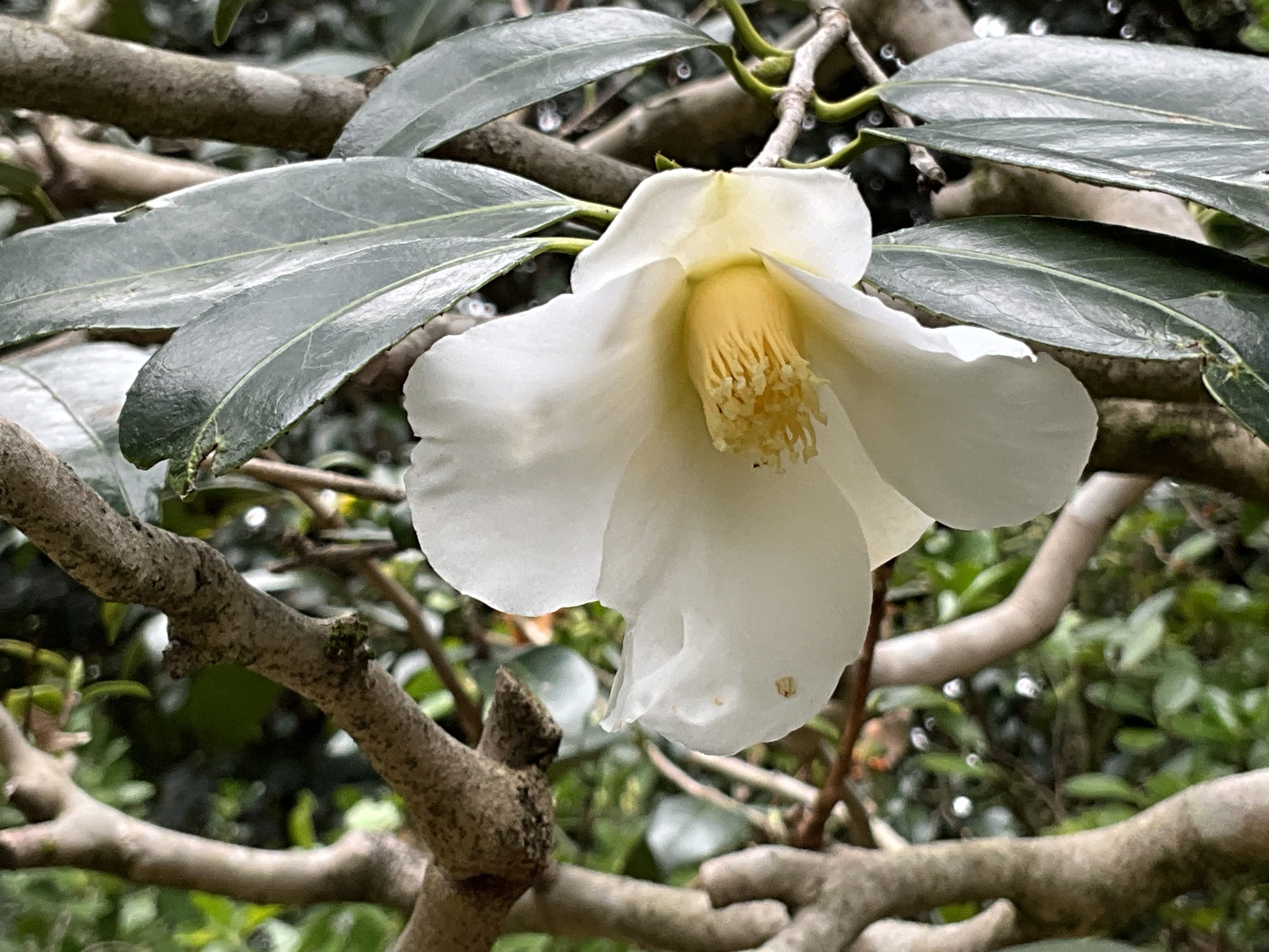 ツバキ・白侘助 白侘助（京都府立植物園）：2026年3月2日（月）｜藤井秀昭（『京都居候