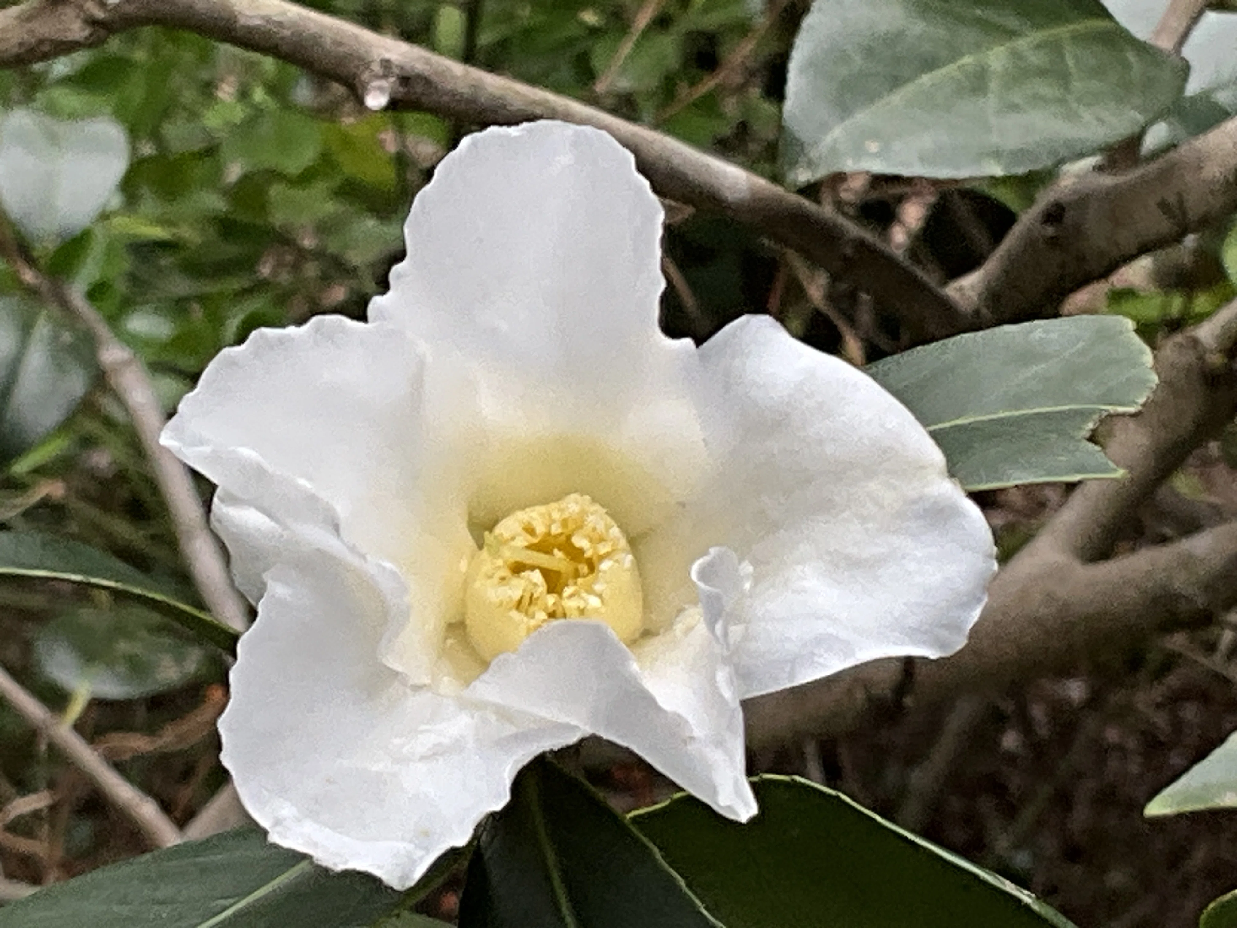 白侘助（京都府立植物園）：2026年3月2日（月）｜藤井秀昭（『京都居候