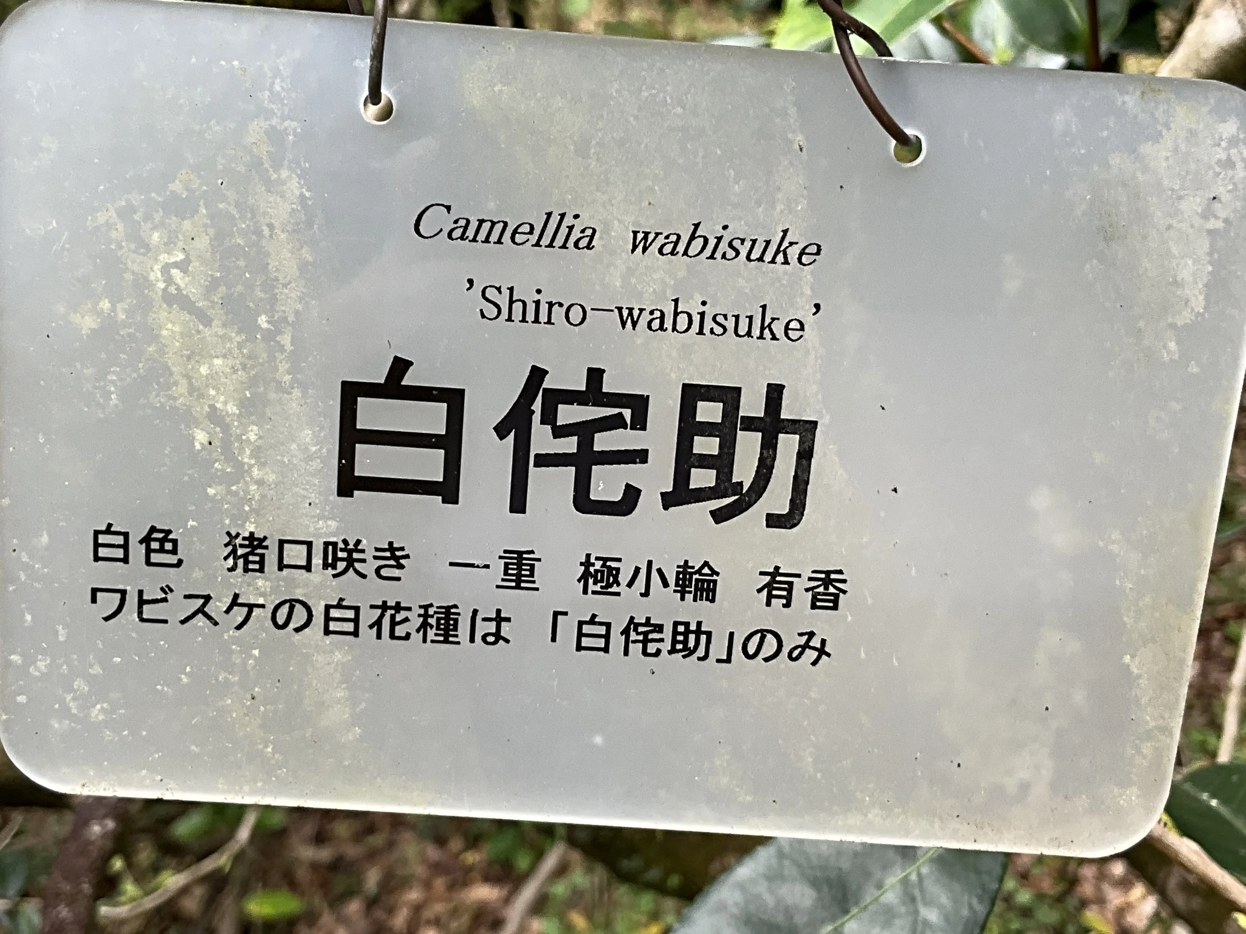 白侘助（京都府立植物園）：2026年3月2日（月）｜藤井秀昭（『京都居候