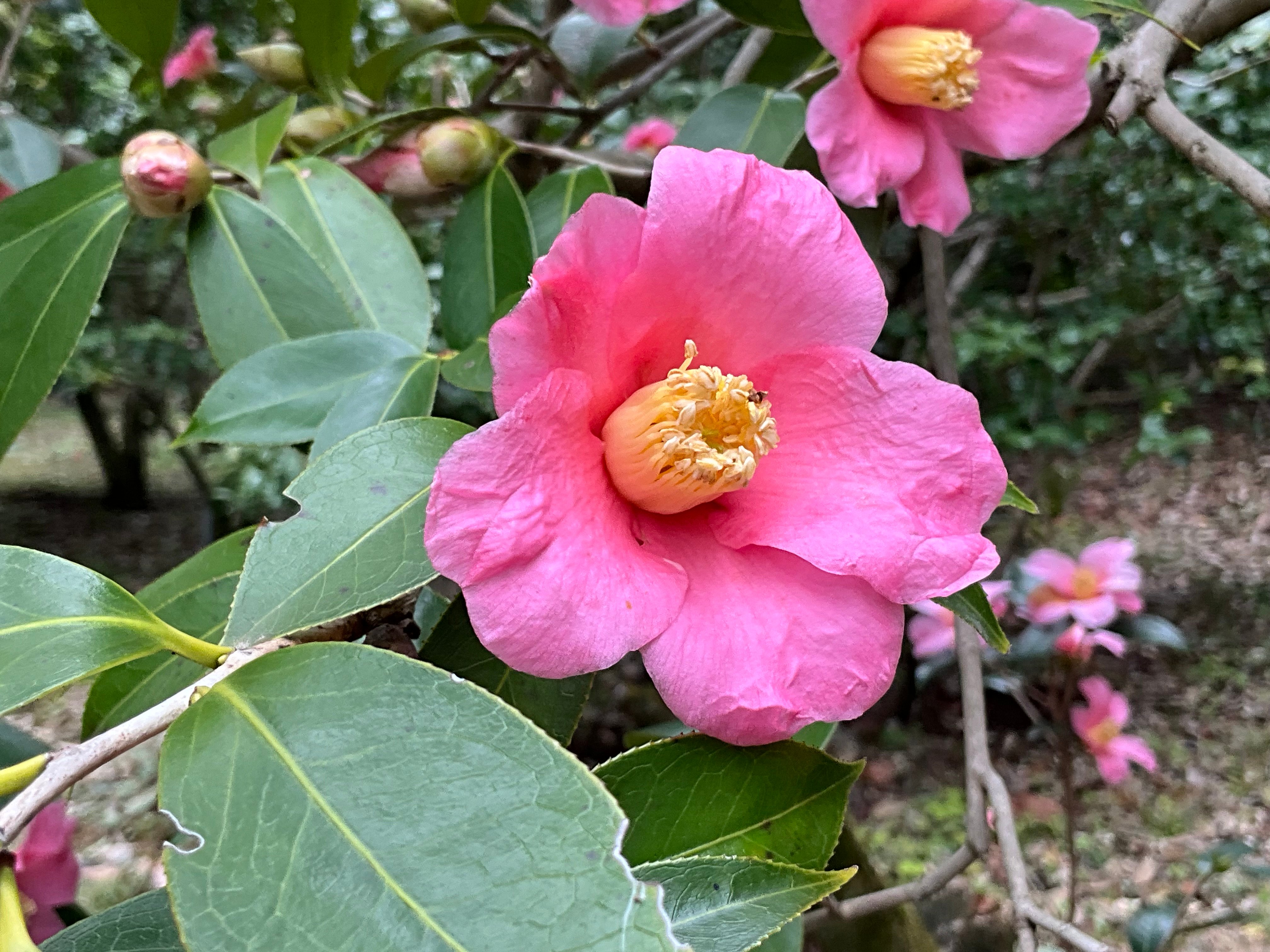 桃色雪中花（京都府立植物園）：2026年2月27日（金）｜藤井秀昭