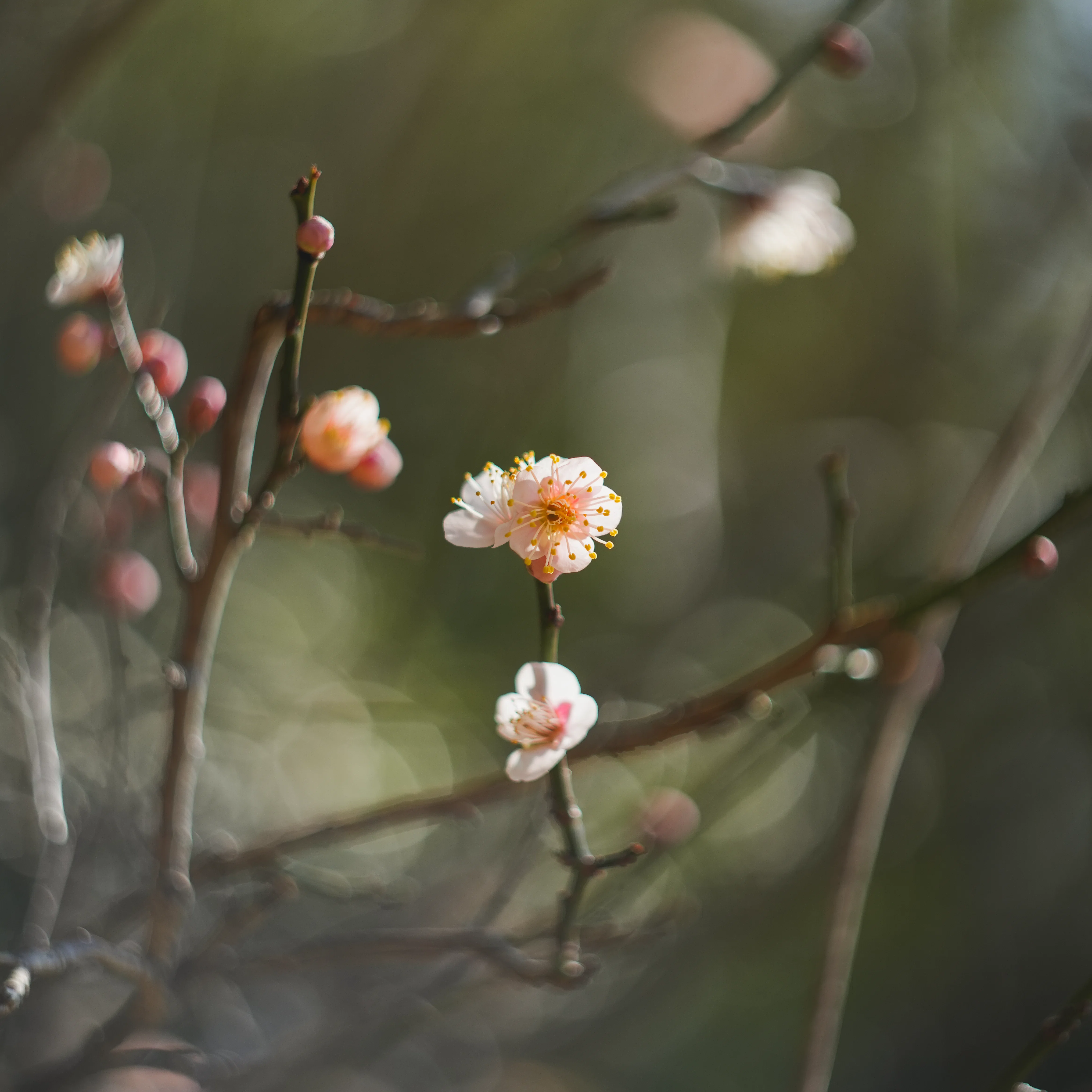 Helios 44-2というオールドレンズに手を出したら、当たり前のことに