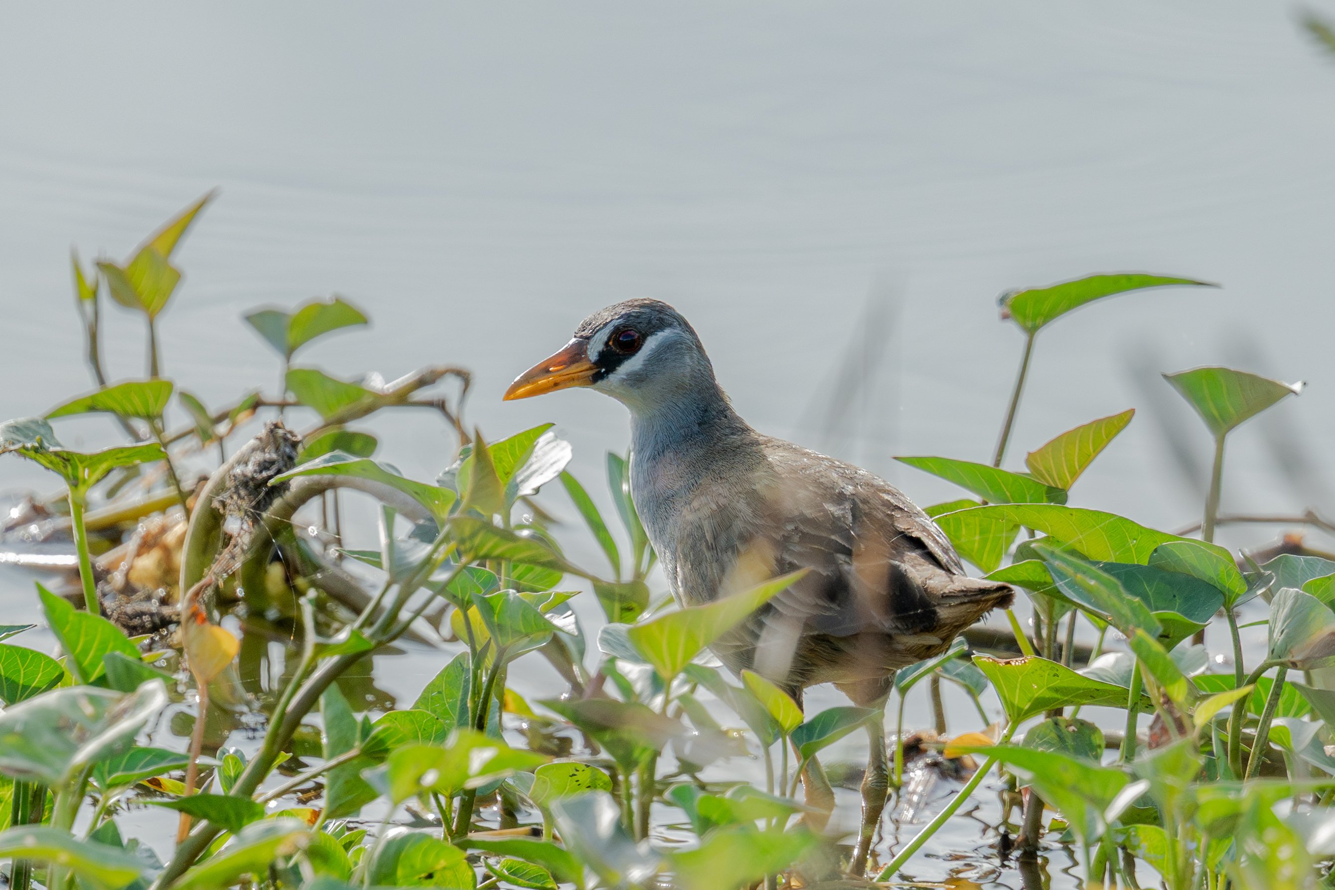 フィリピン ルソン島で鳥を観る（前編）｜mountori