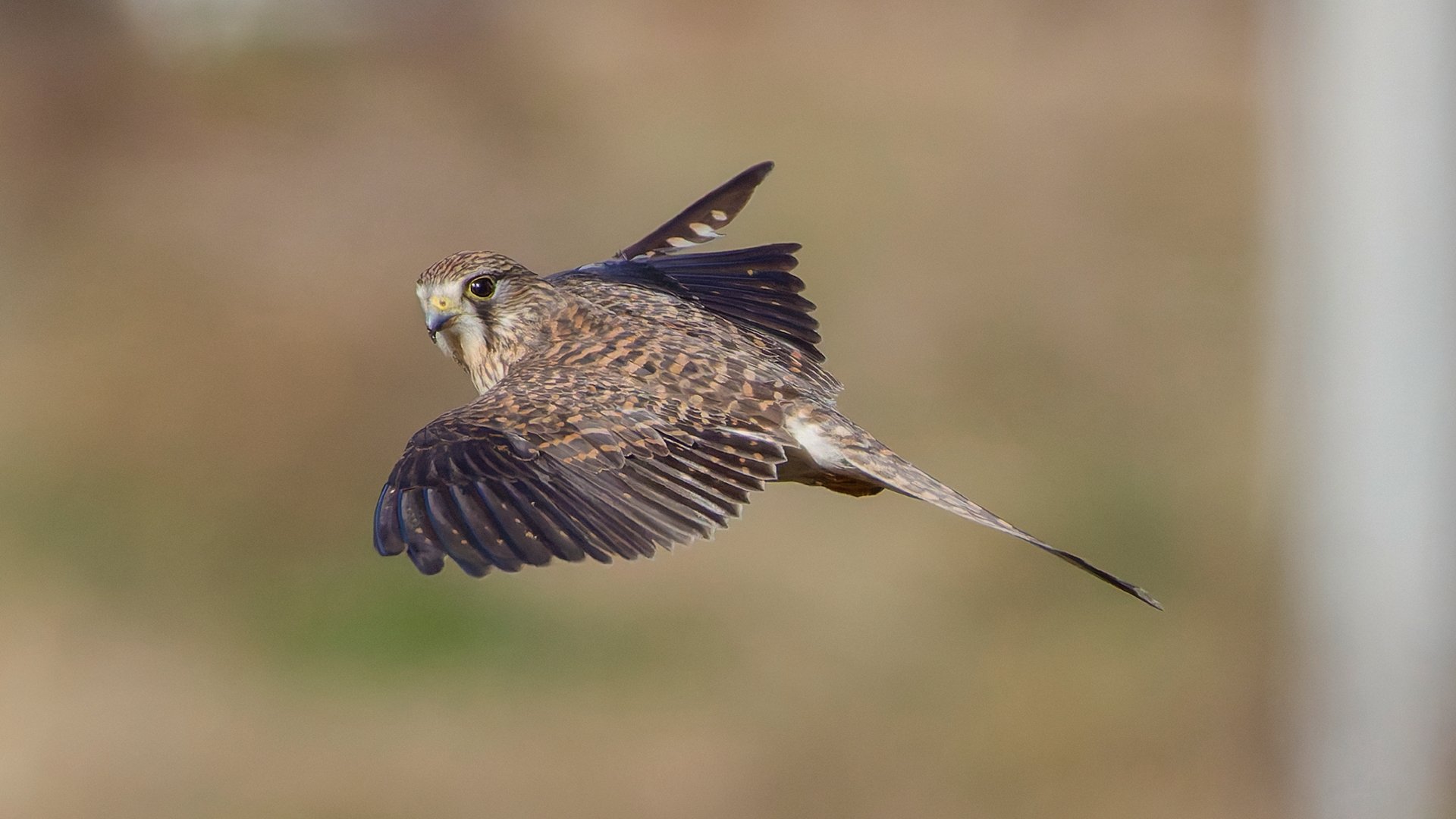 チョウゲンボウ 2｜神戸の野鳥note@きたの みつよし