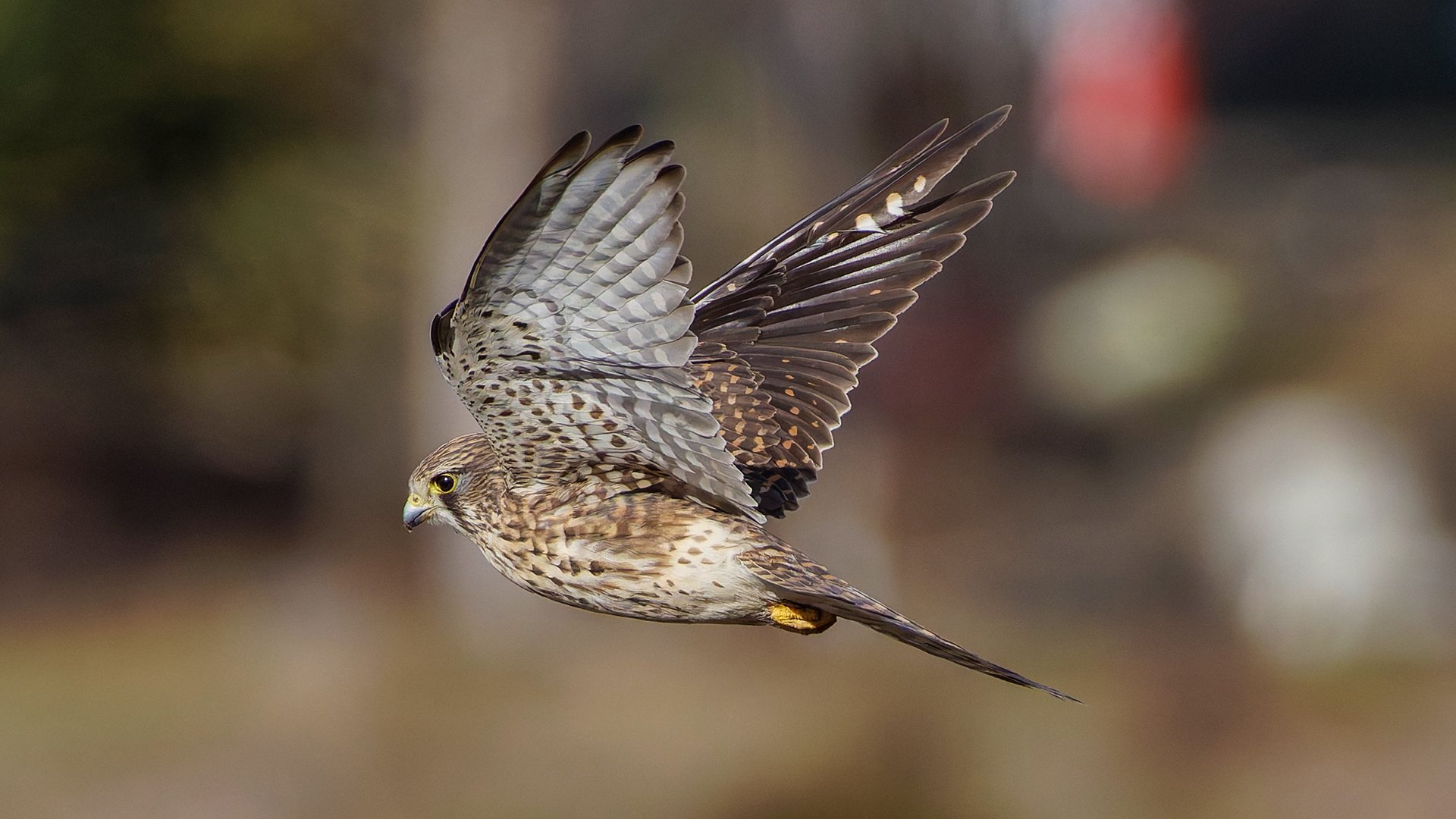 チョウゲンボウ 2｜神戸の野鳥note@きたの みつよし
