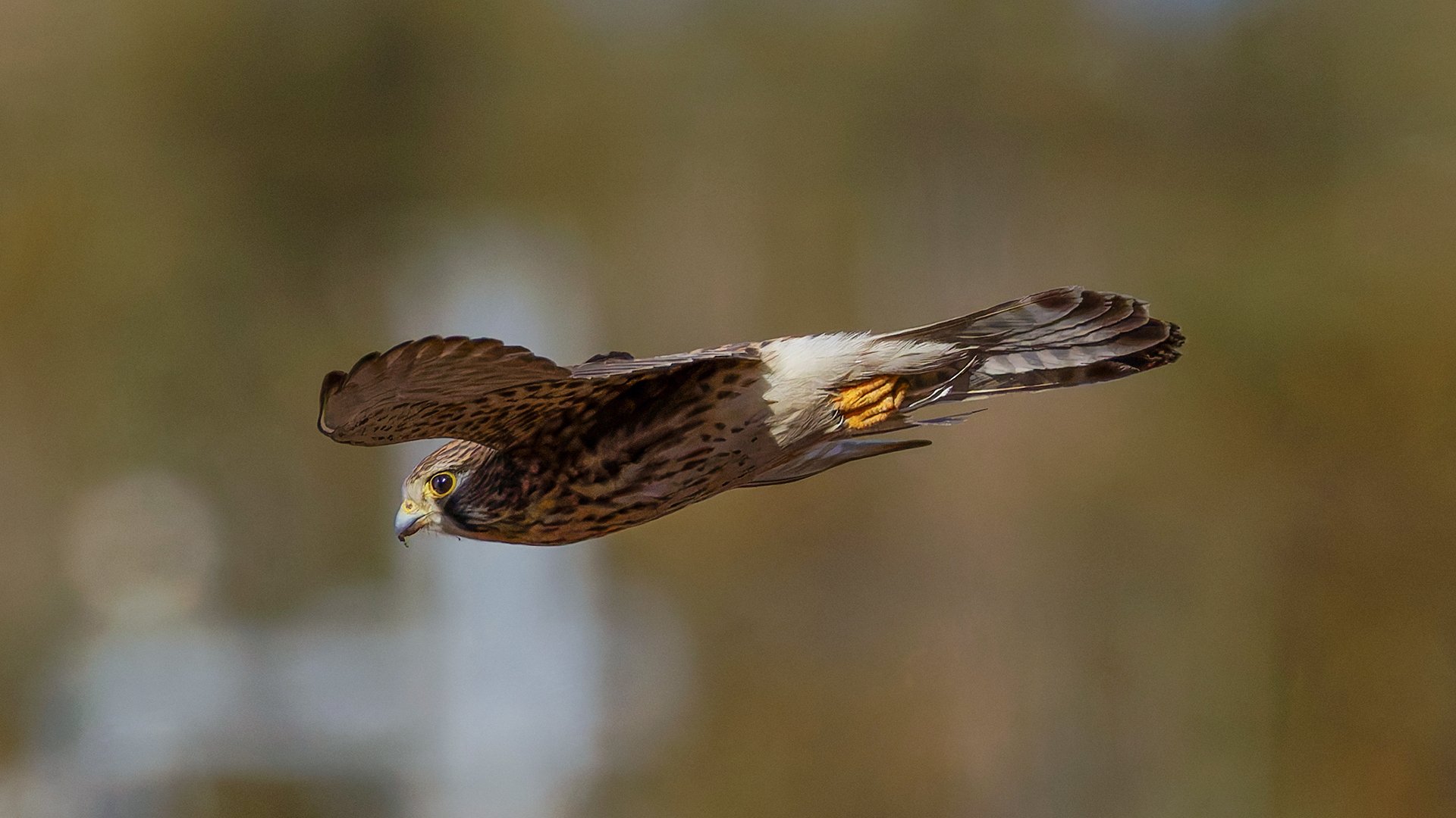 チョウゲンボウ 2｜神戸の野鳥note@きたの みつよし