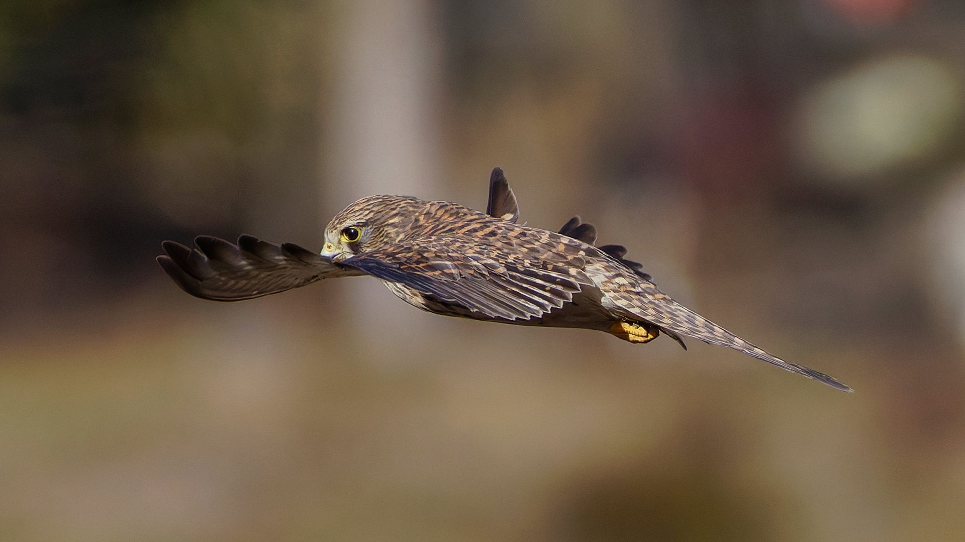 チョウゲンボウ 2｜神戸の野鳥note@きたの みつよし