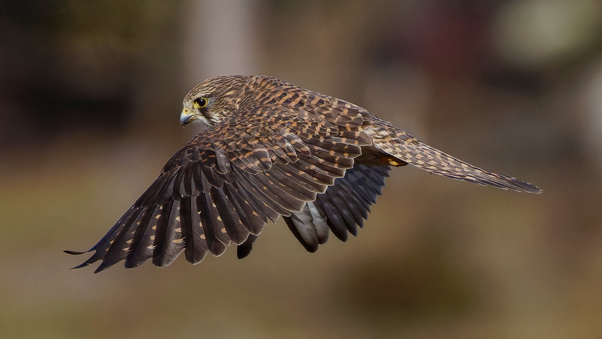 チョウゲンボウ 2｜神戸の野鳥note@きたの みつよし