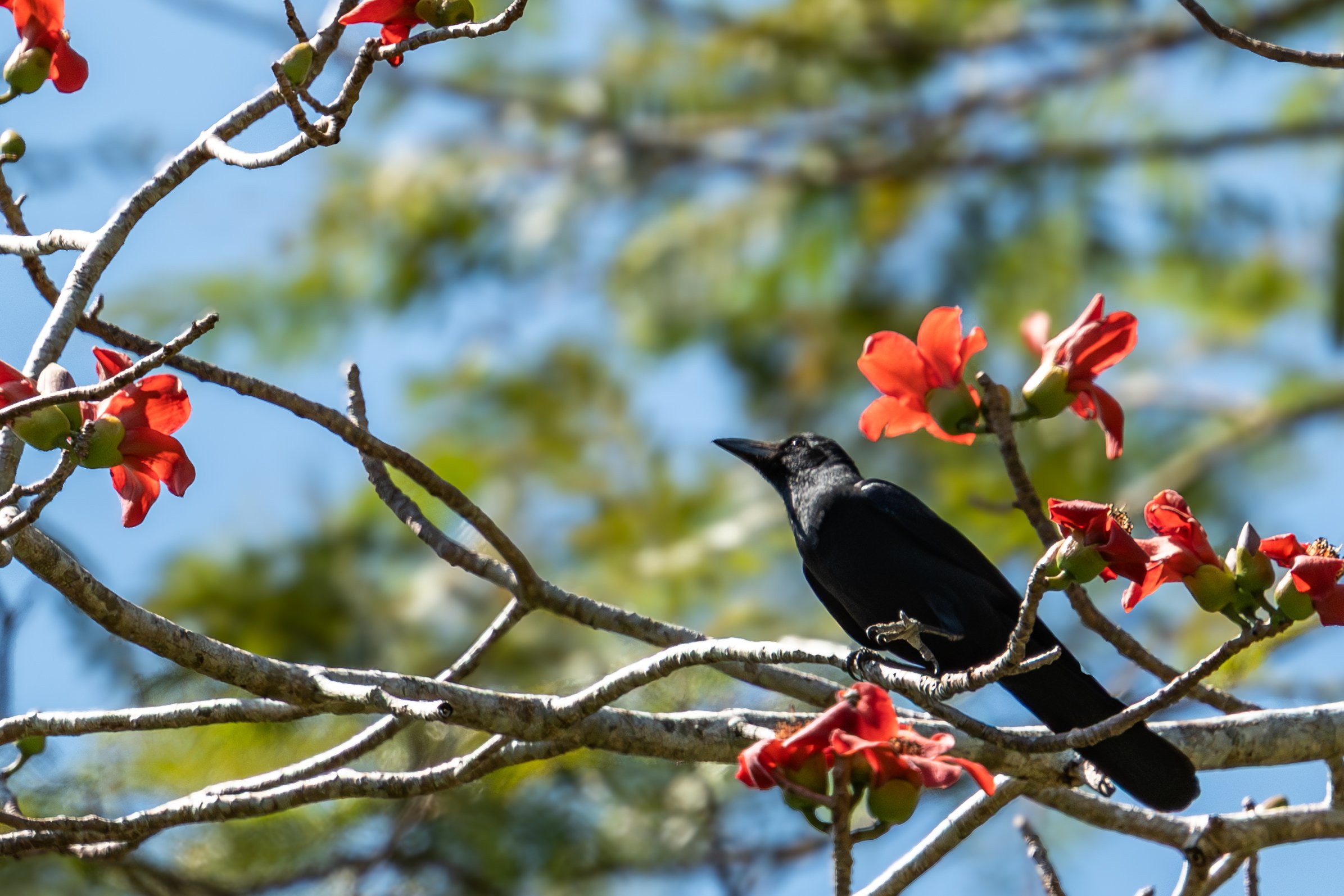 フィリピン ルソン島で鳥を観る（前編）｜mountori