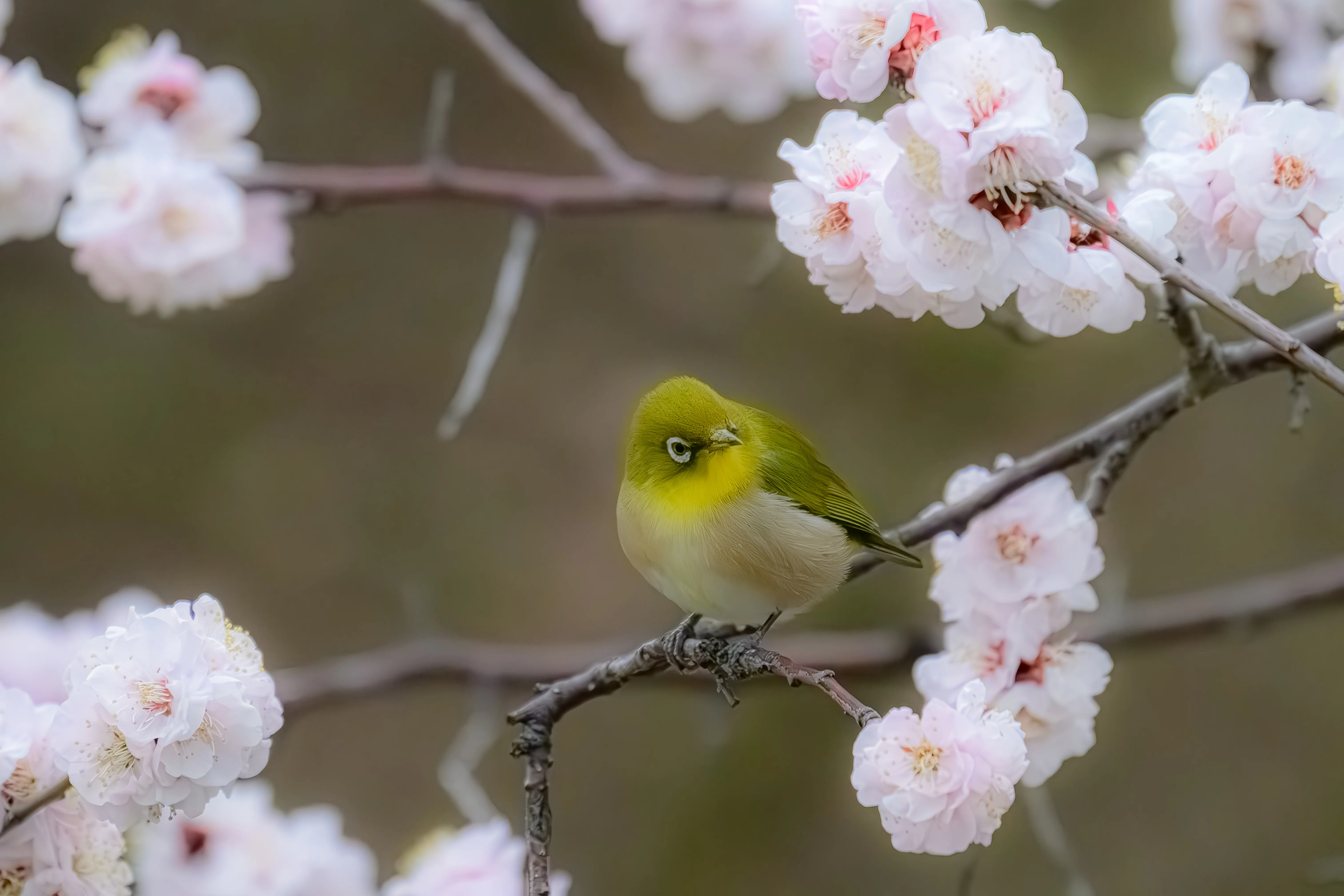 No.009 メジロ ～ぼくが出会った野鳥図鑑～｜おっとみんの野鳥日記
