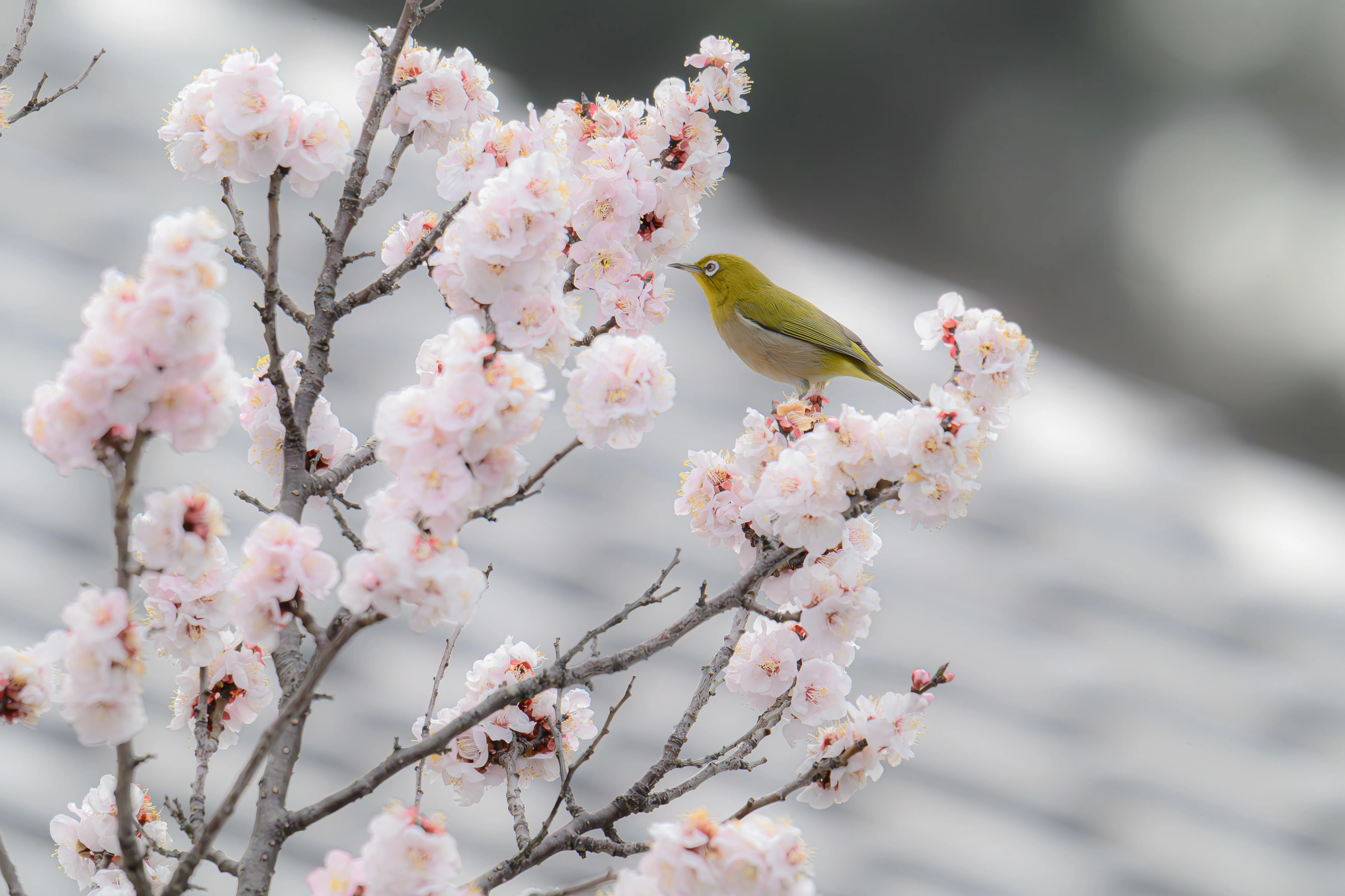 No.009 メジロ ～ぼくが出会った野鳥図鑑～｜おっとみんの野鳥日記