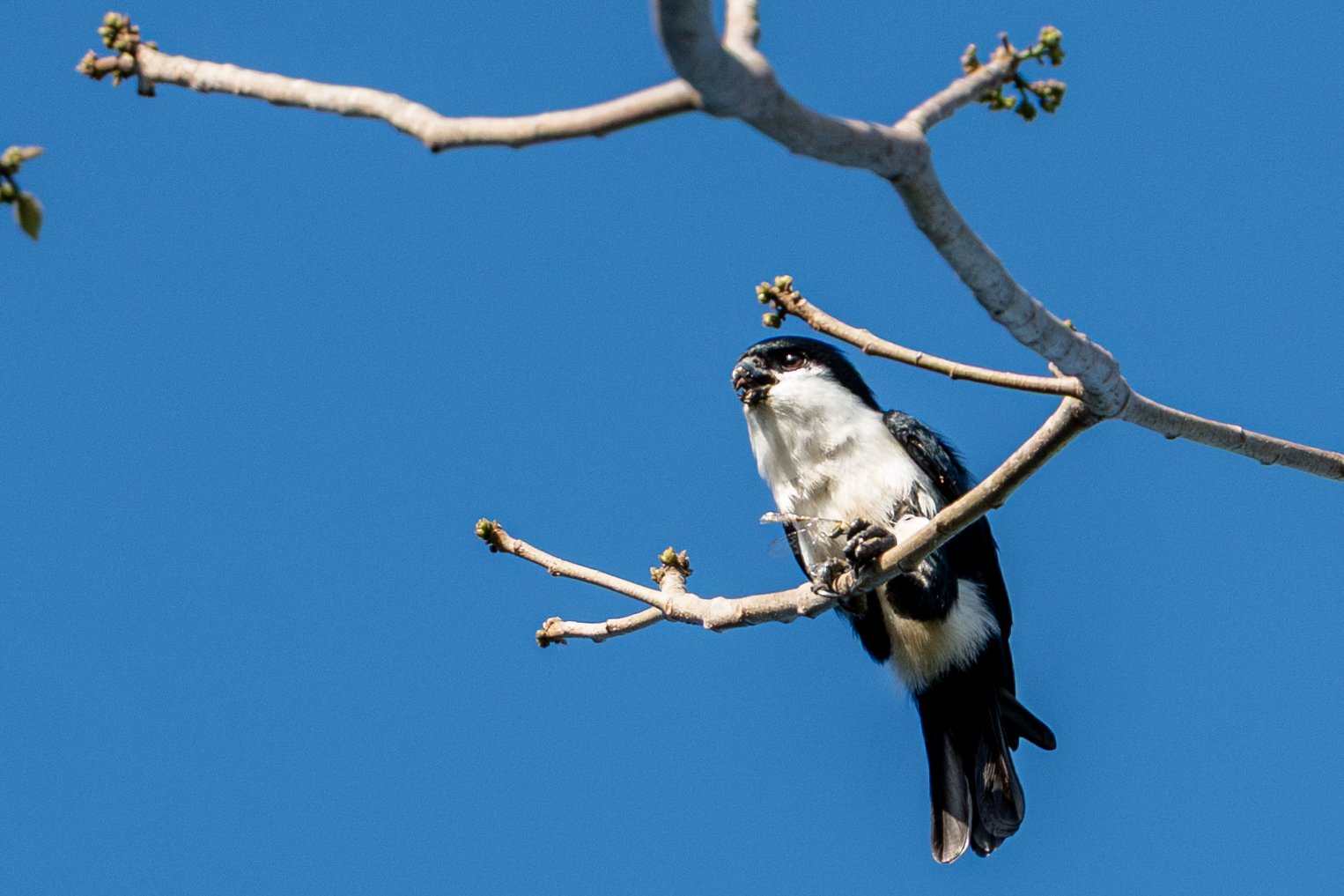 フィリピン ルソン島で鳥を観る（前編）｜mountori