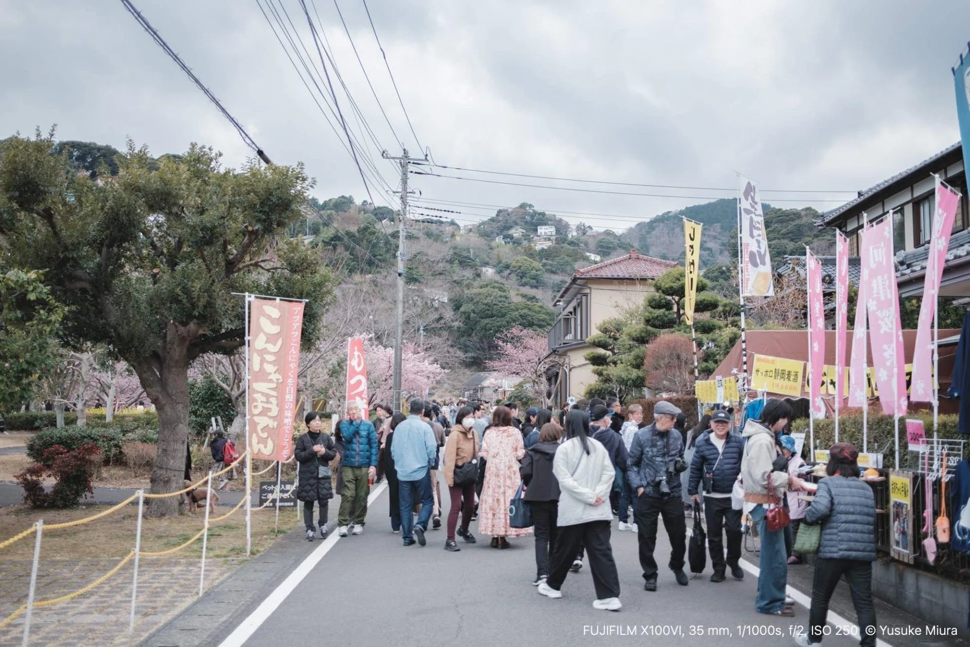 それでも、満開の河津桜を見に行こう｜Yusuke Miura
