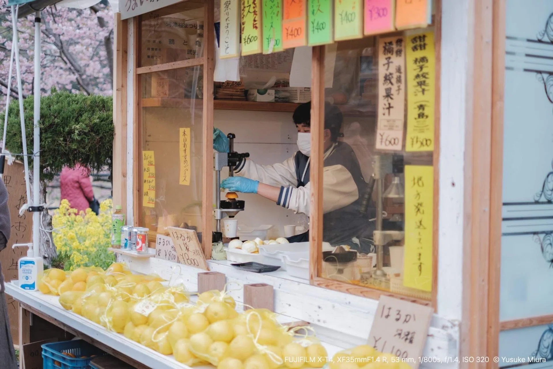 それでも、満開の河津桜を見に行こう｜Yusuke Miura