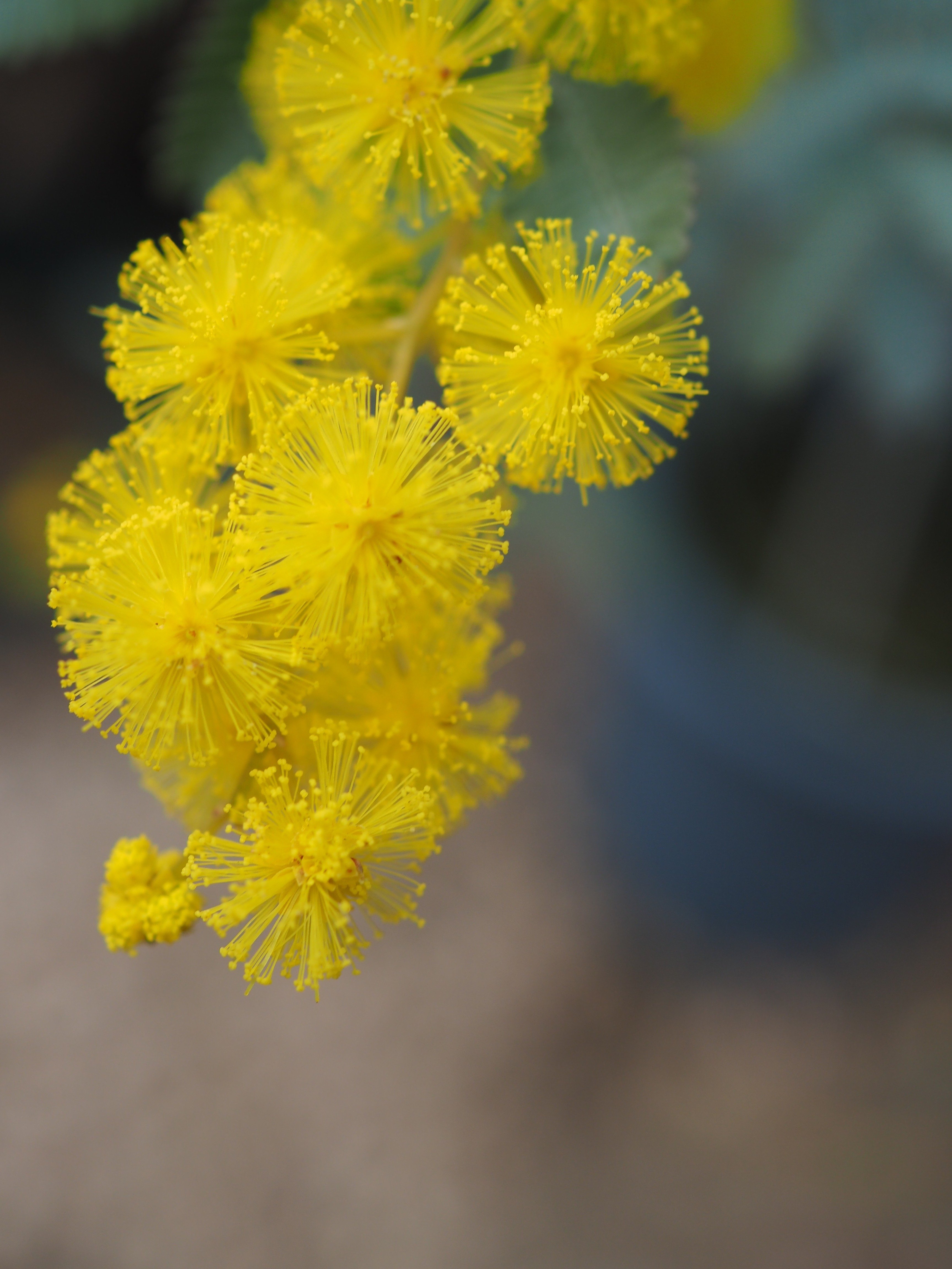 ミモザ開花 K2BS_26006｜こいたろう