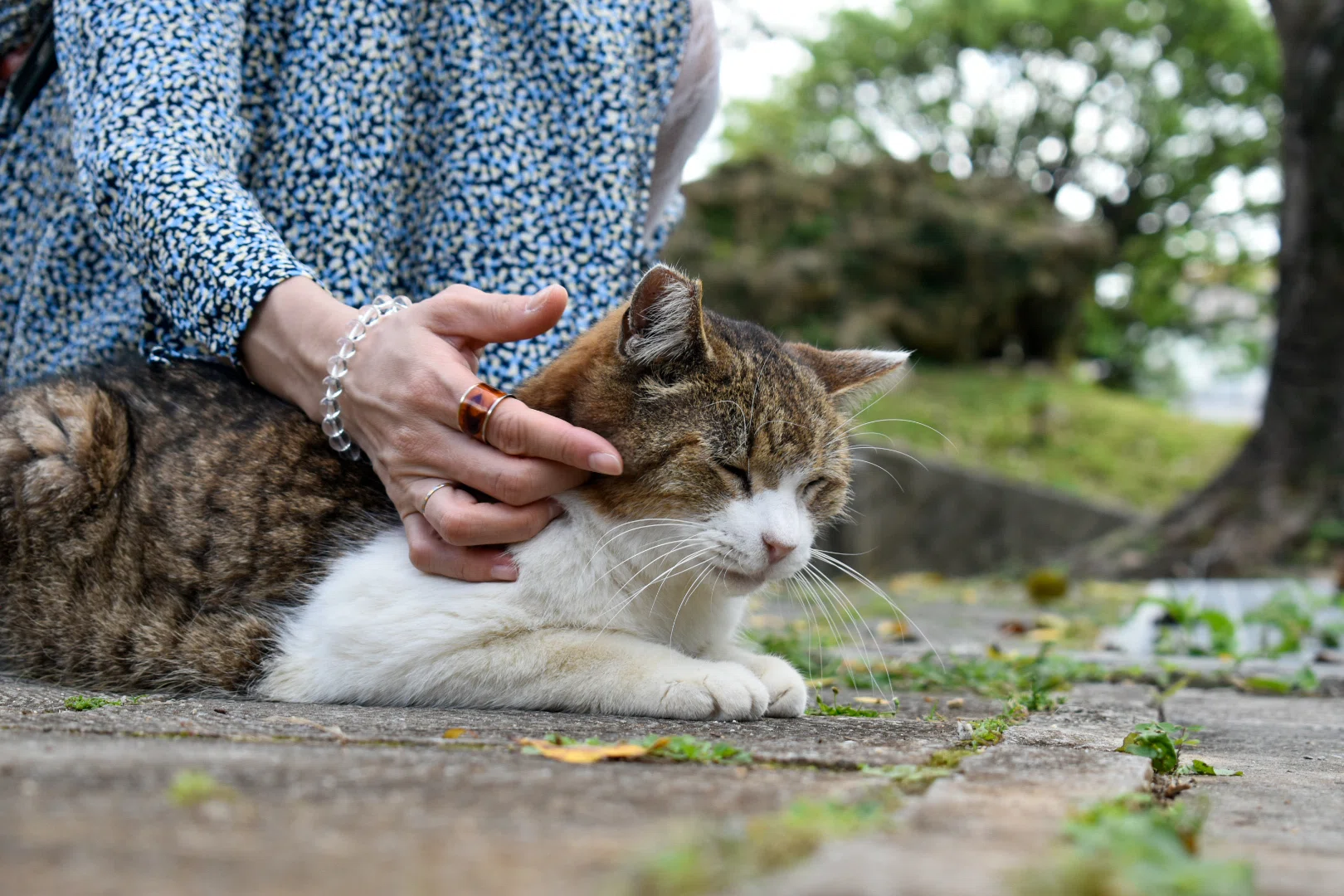 2026】沖縄県の猫スポット①🐾｜三毛猫