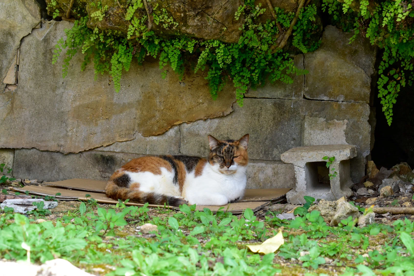 2026】沖縄県の猫スポット①🐾｜三毛猫